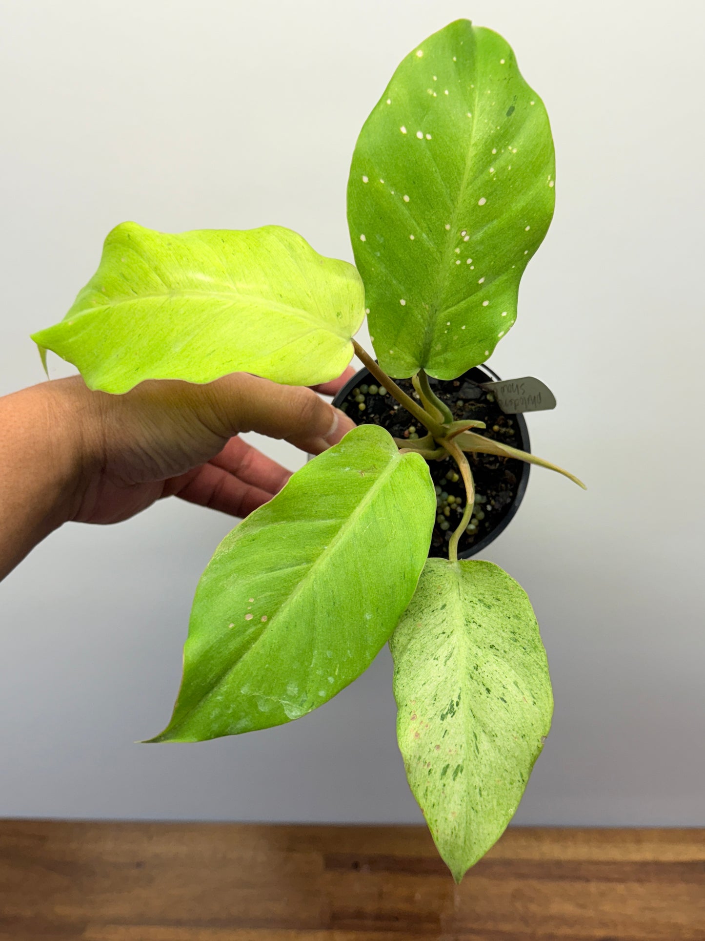 Philodendron Snow Drift P24