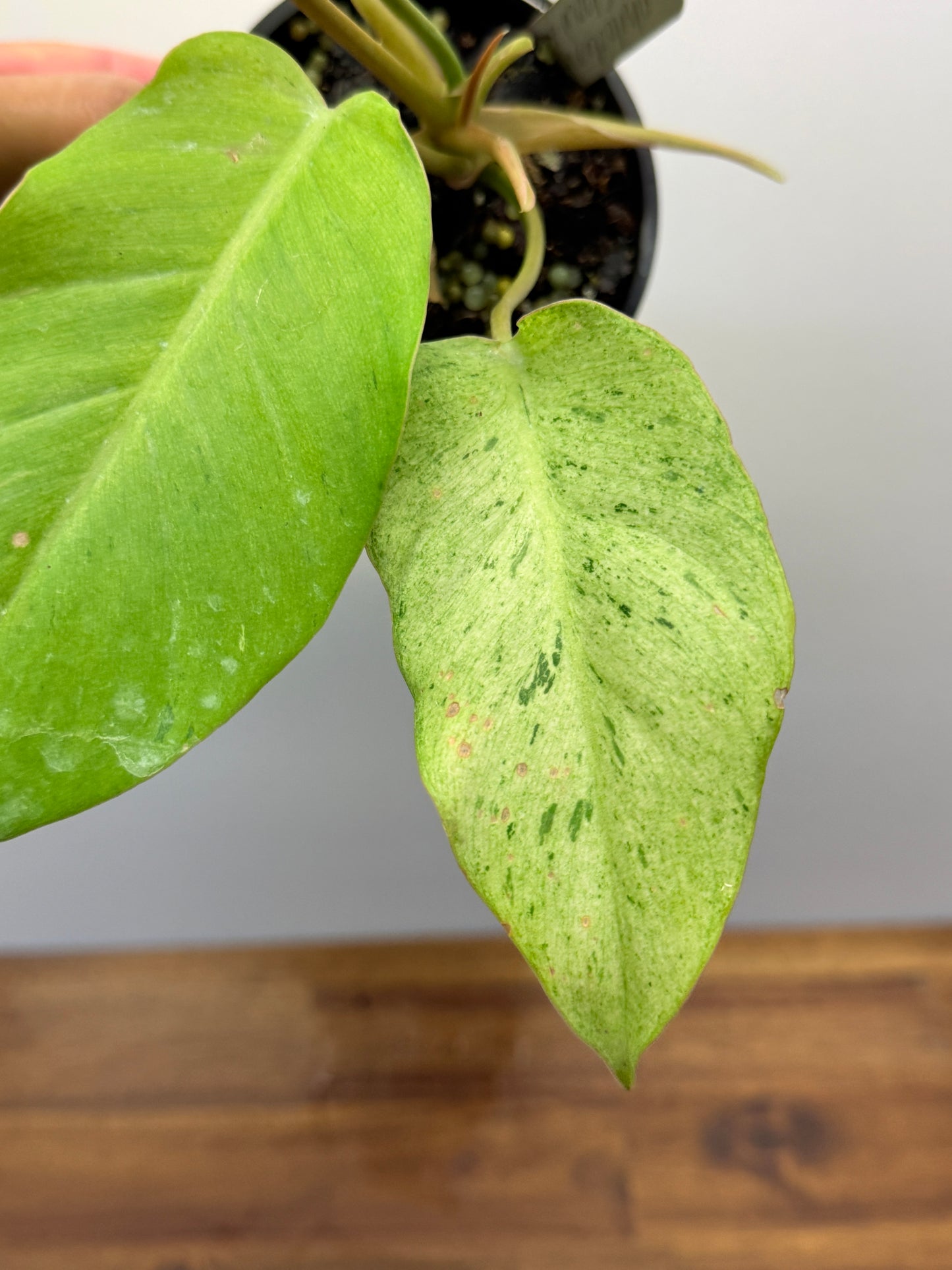 Philodendron Snow Drift P24
