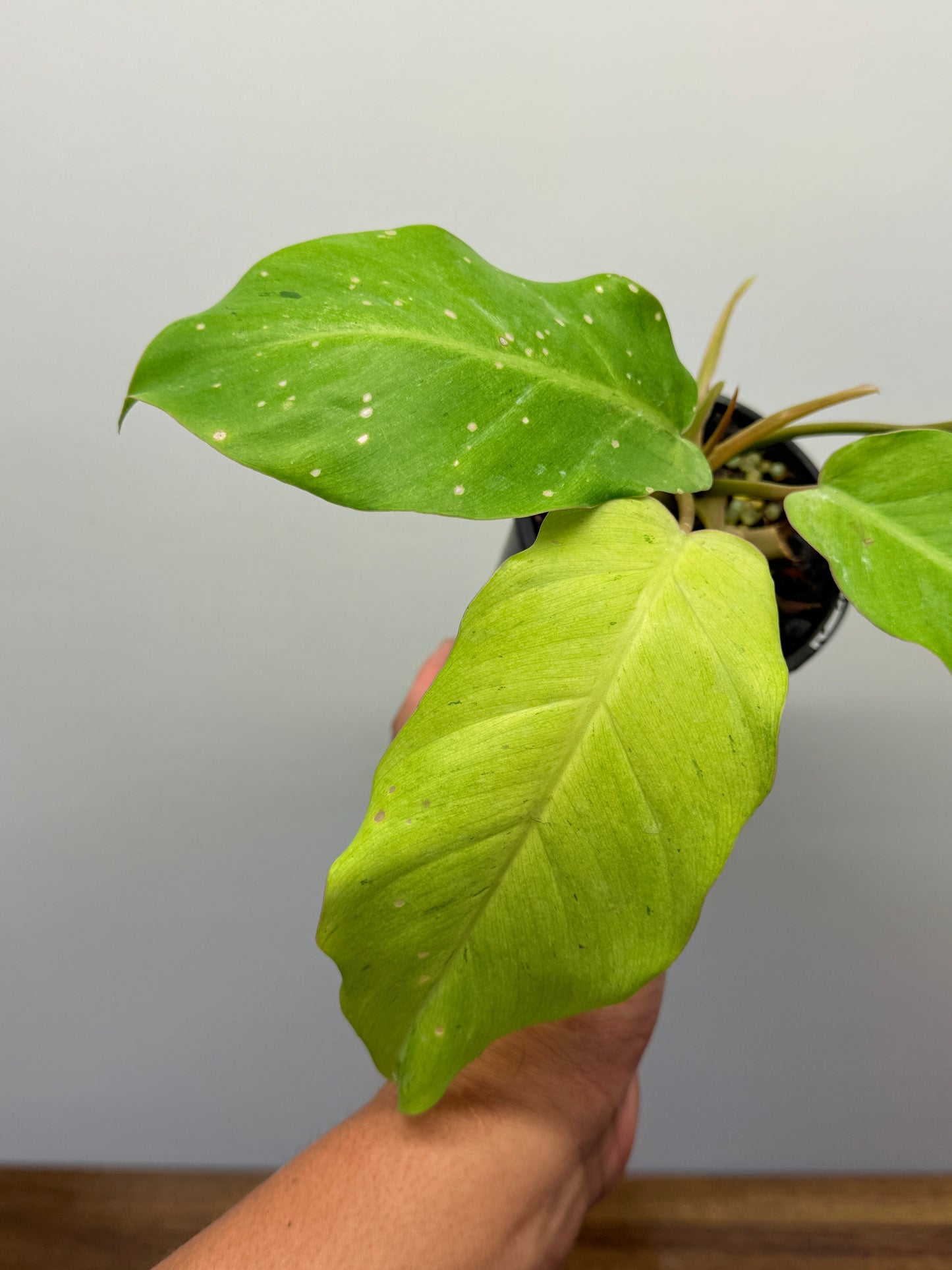 Philodendron Snow Drift P24