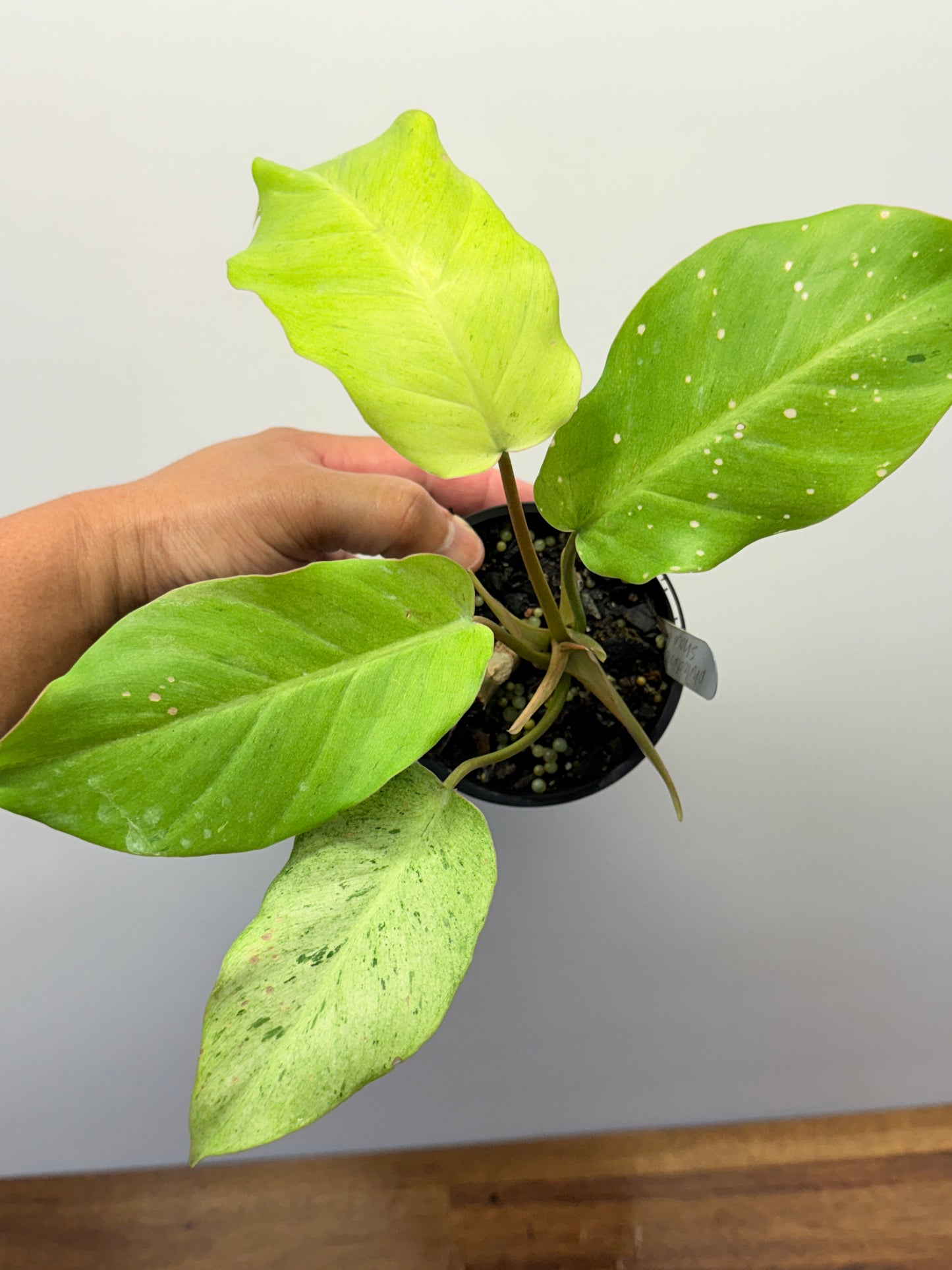 Philodendron Snow Drift P24