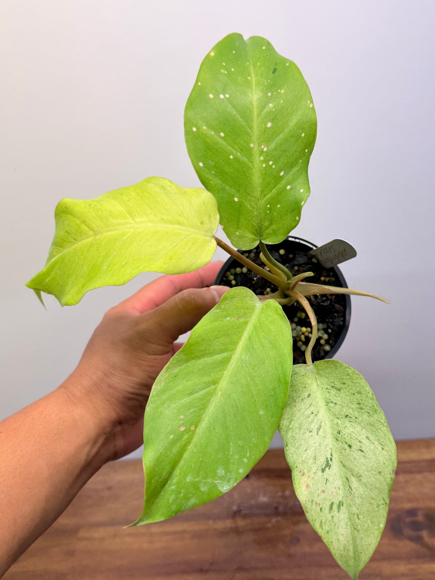 Philodendron Snow Drift P24