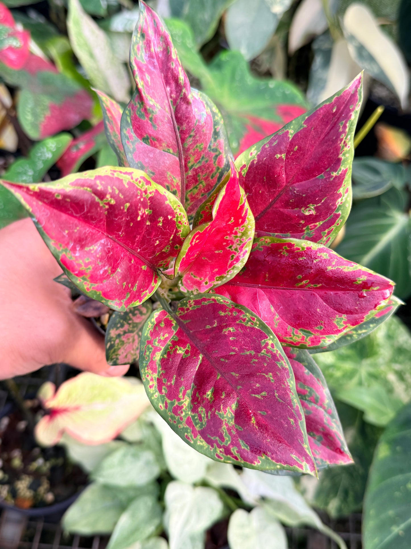 Aglaonema 'Black Maroon' P28