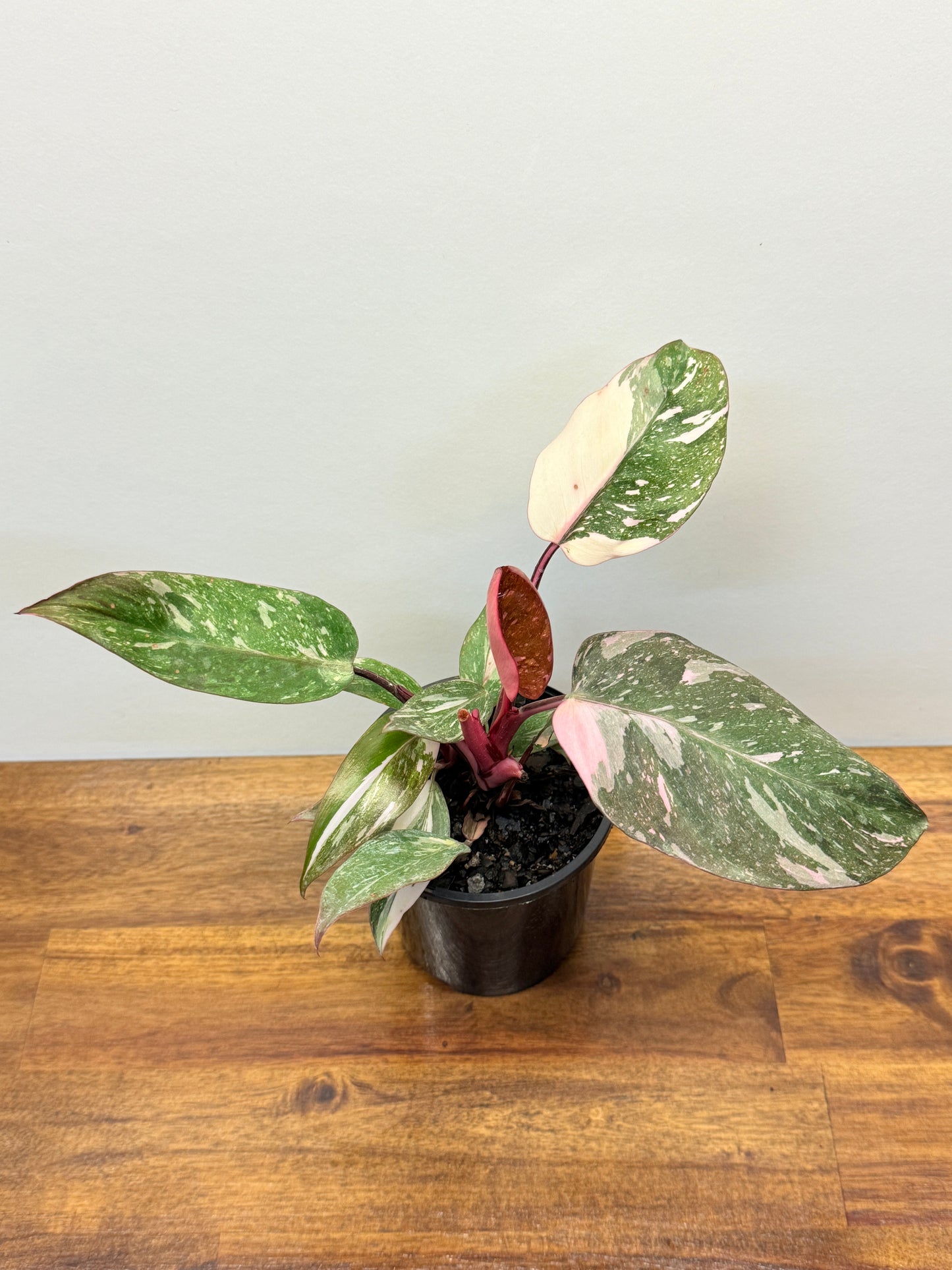 Philodendron Pink Princess Galaxy - Double Headed N6