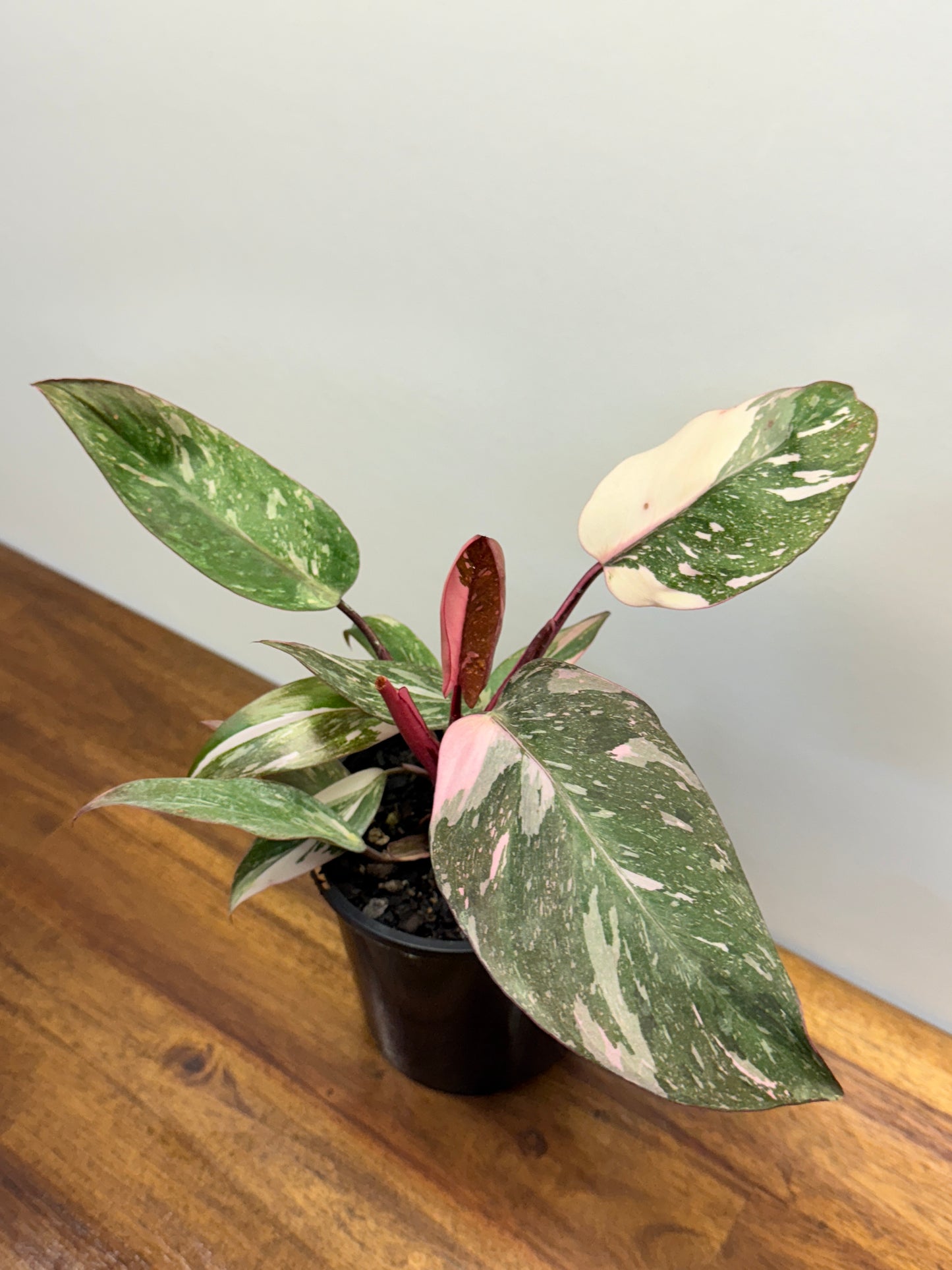 Philodendron Pink Princess Galaxy - Double Headed N6