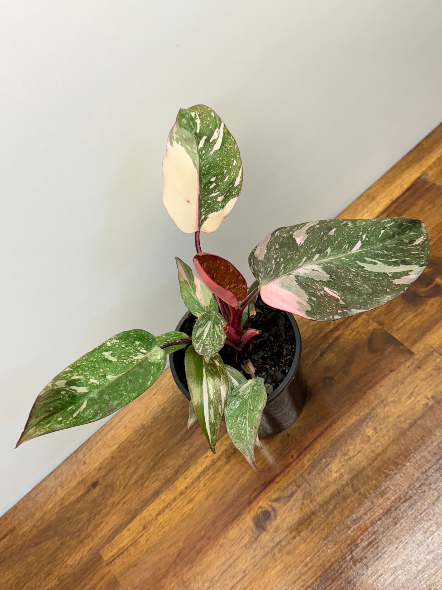 Philodendron Pink Princess Galaxy - Double Headed N6