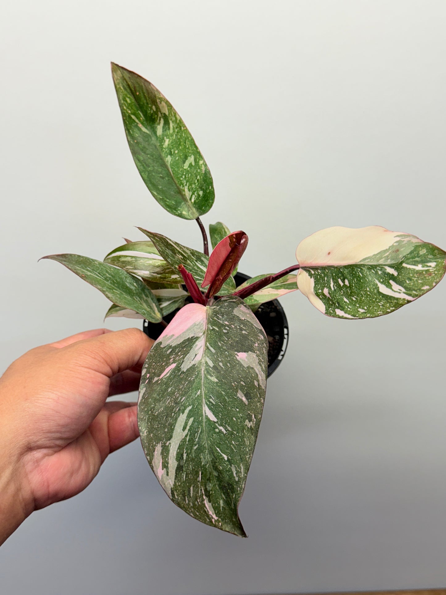 Philodendron Pink Princess Galaxy - Double Headed N6