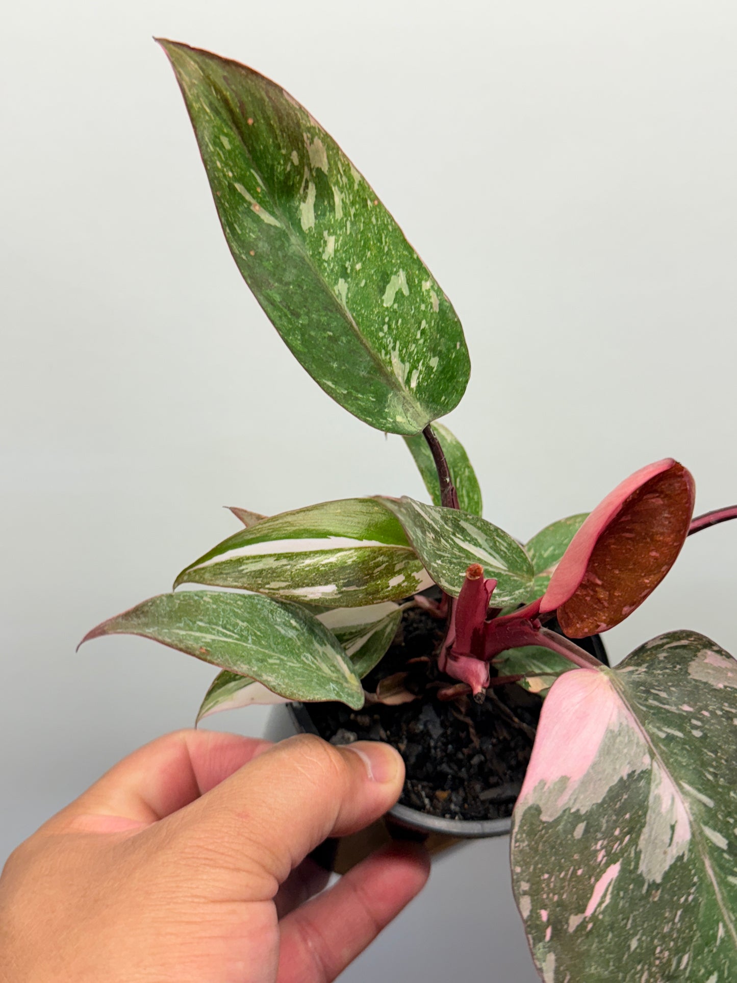 Philodendron Pink Princess Galaxy - Double Headed N6