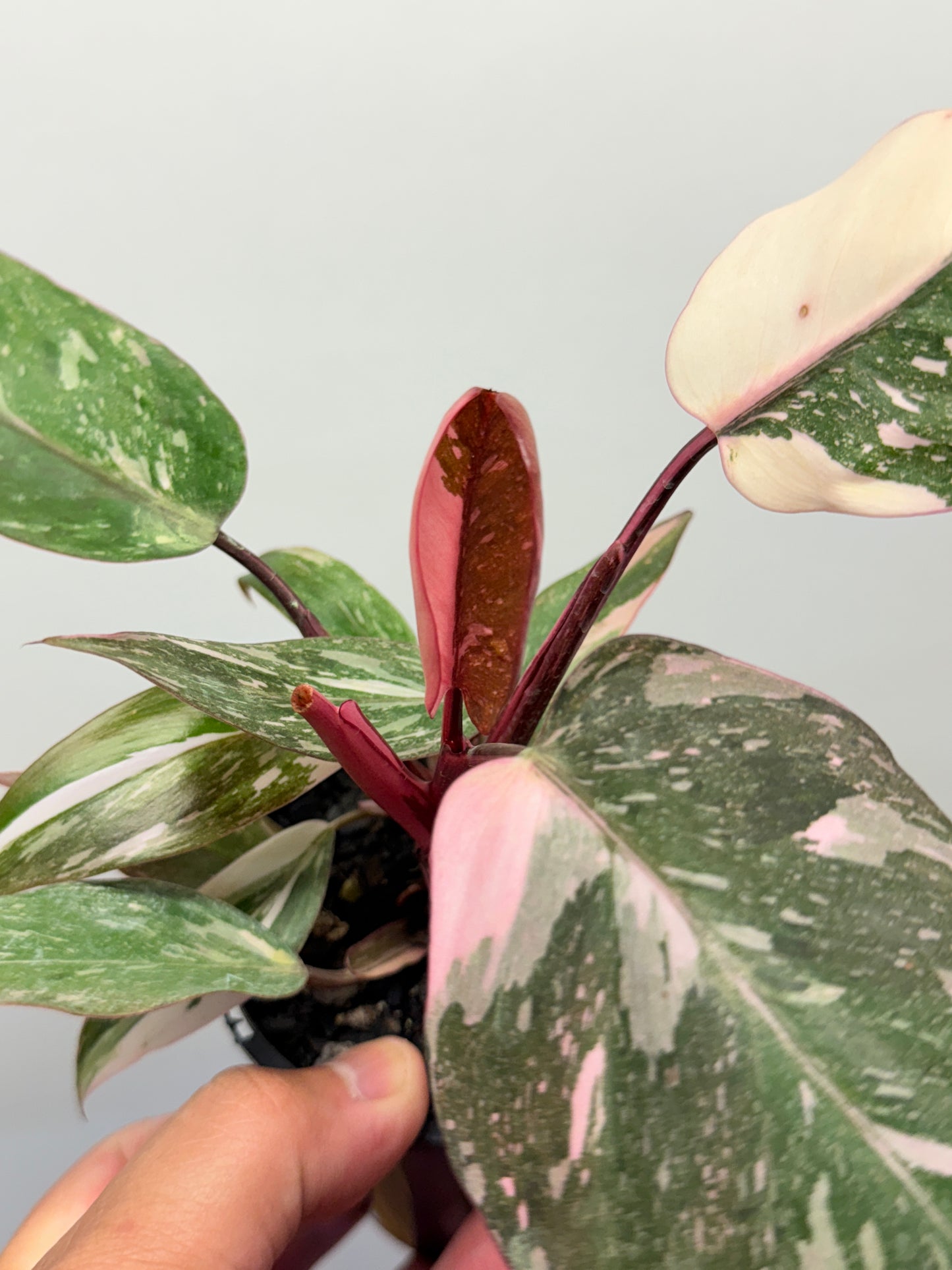 Philodendron Pink Princess Galaxy - Double Headed N6