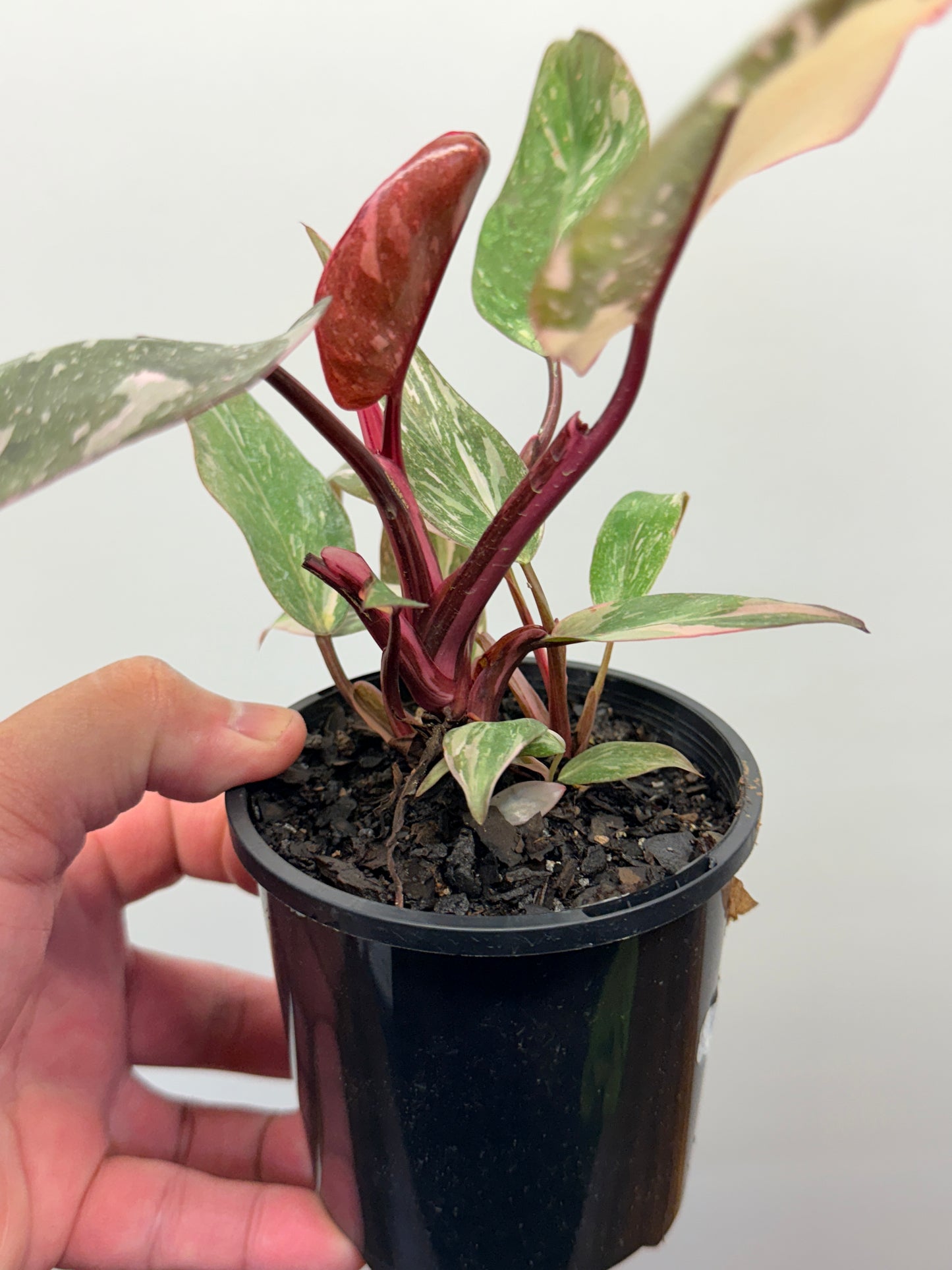 Philodendron Pink Princess Galaxy - Double Headed N6