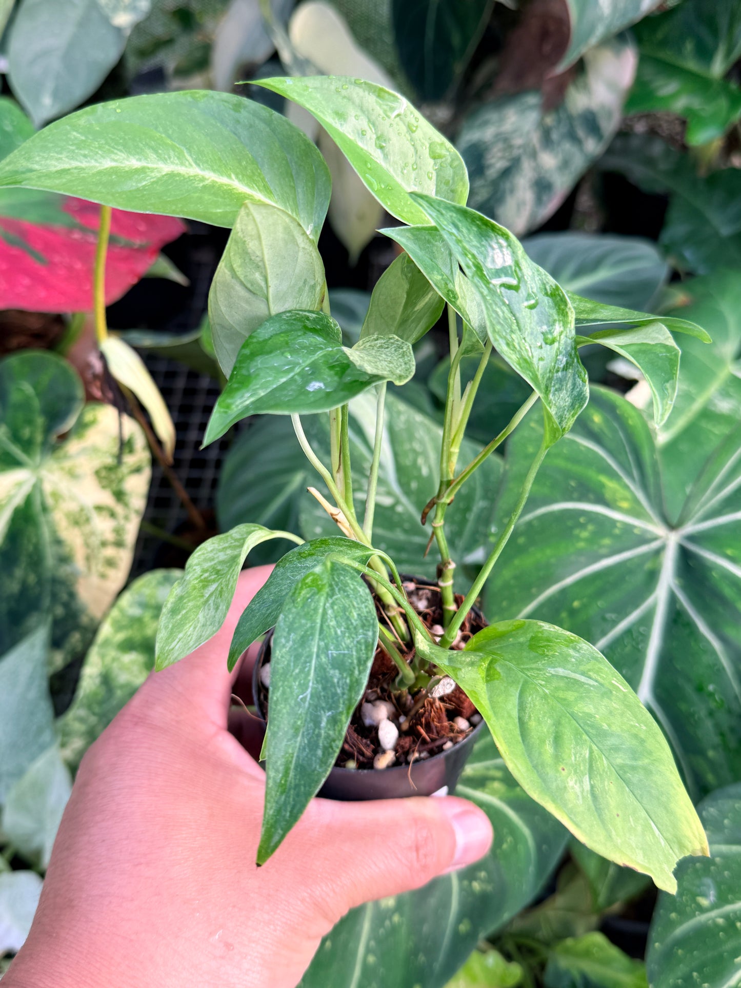 Monstera Laniata 'Smokey Mint' P37