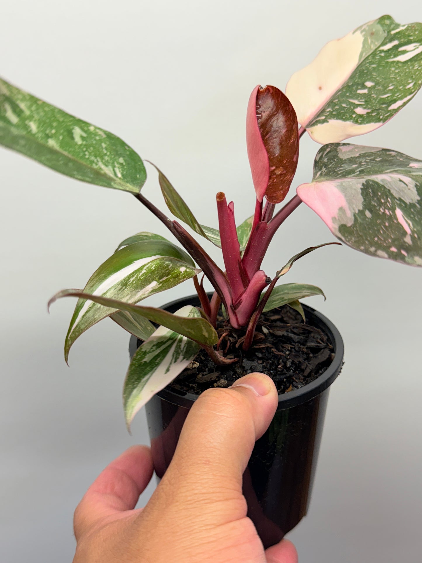 Philodendron Pink Princess Galaxy - Double Headed N6