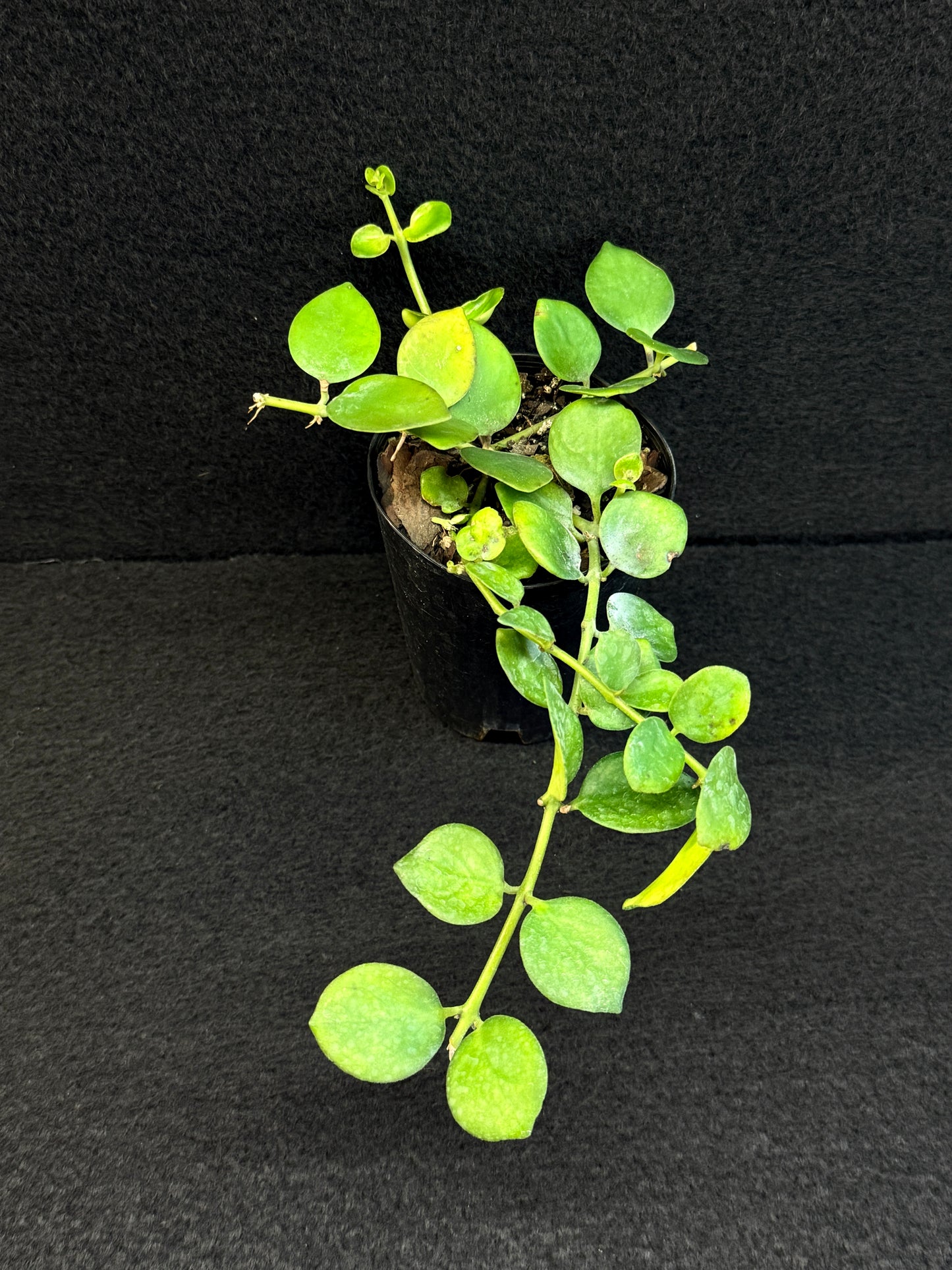 Aeschynanthus Thai Pink aka Pink Lipstick Plant - Best Pick of the Crop!