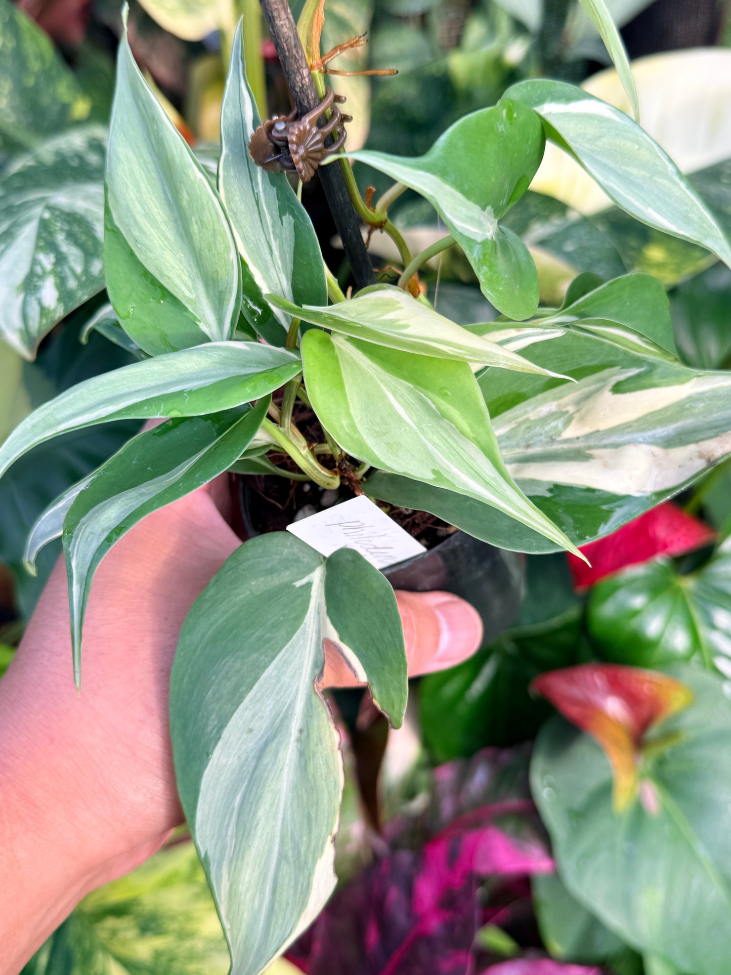 Philodendron 'Rio' P35