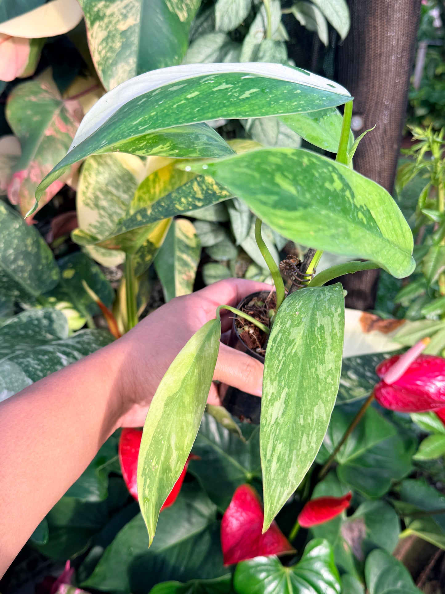 Philodendron Jose Buono Variegated P33