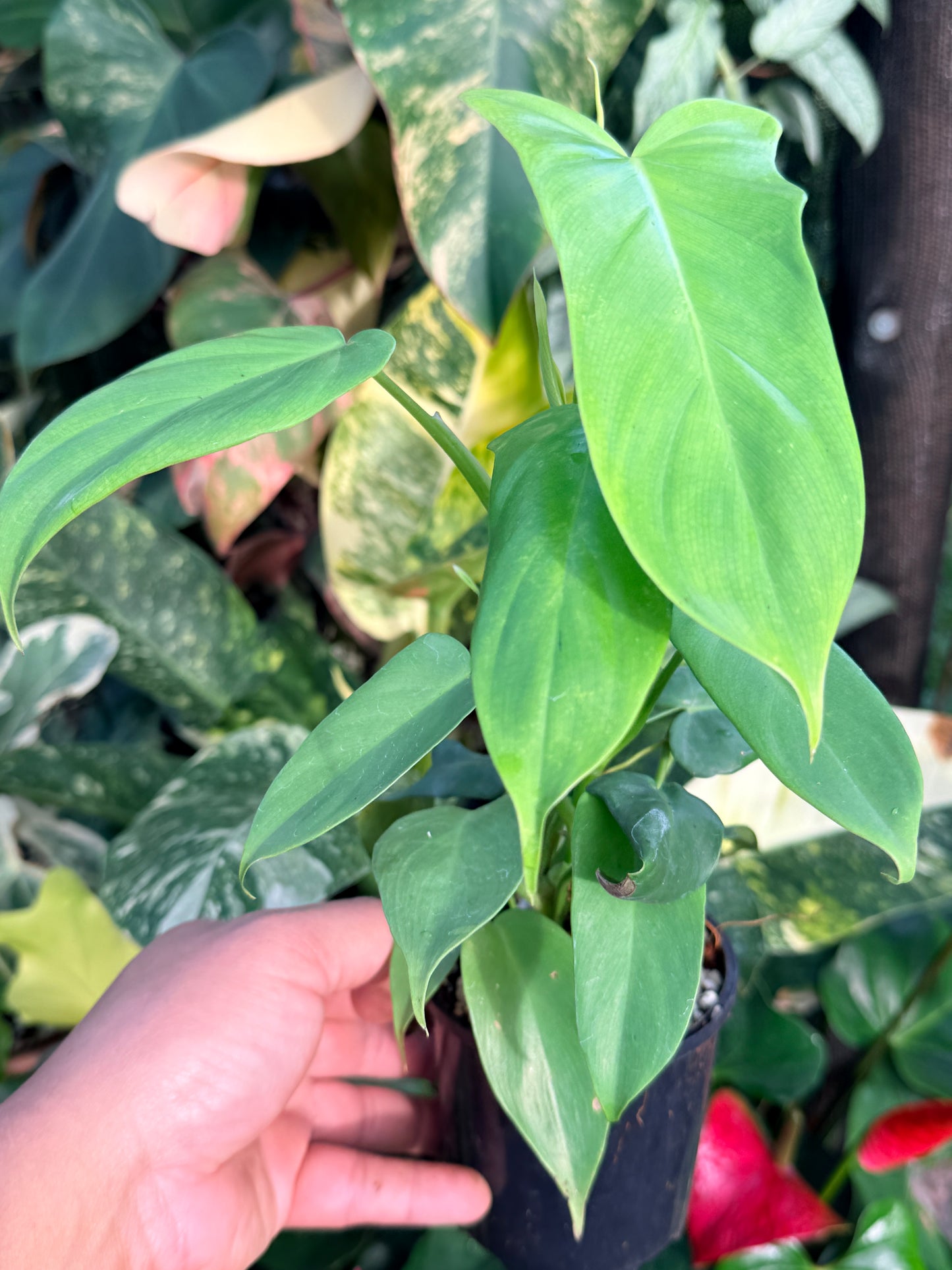 Philodendron bipennifolium 'Golden Violin' P39
