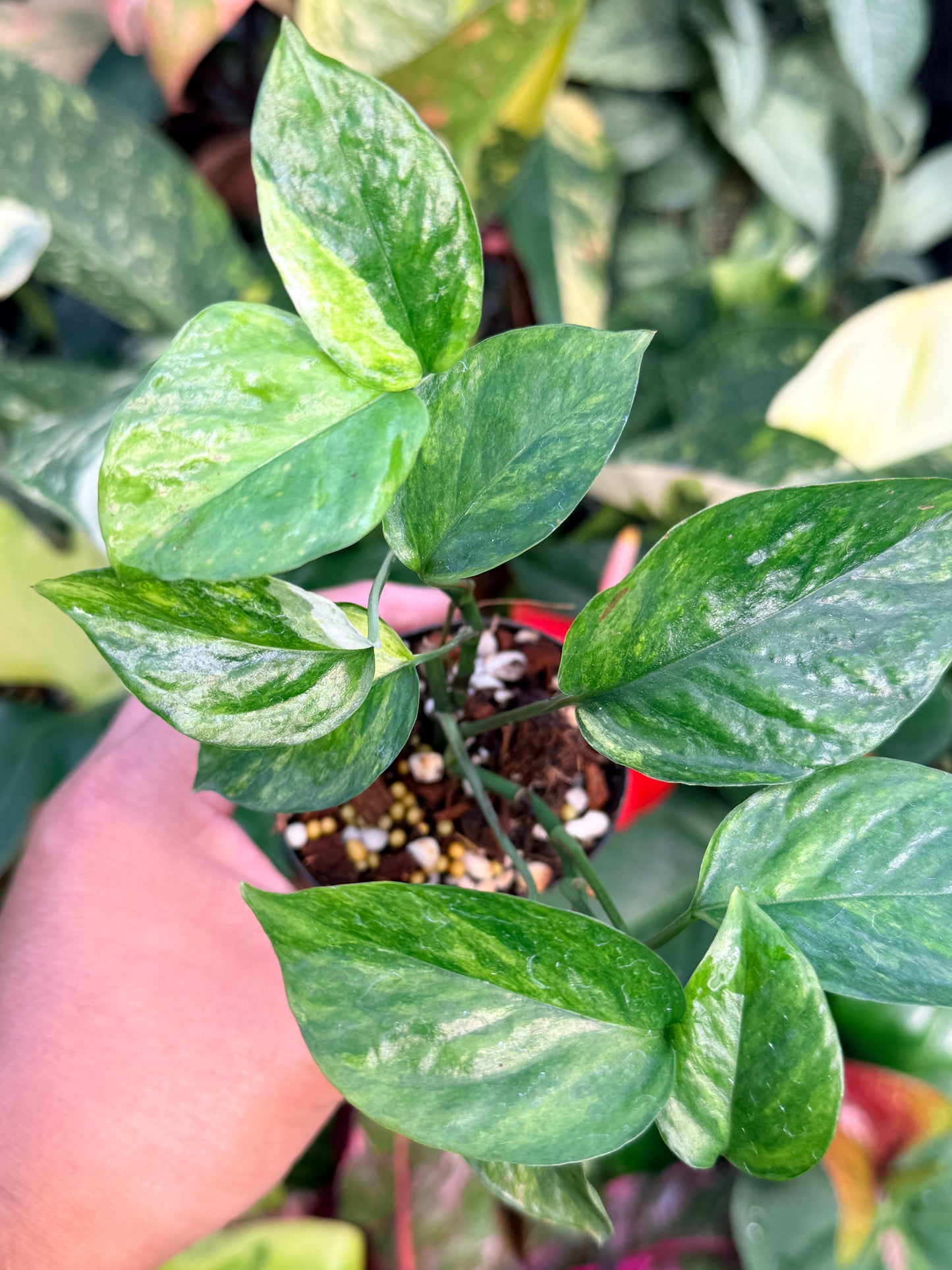 Epipremnum Sp. 'Bali Hanoman' NONTC P44