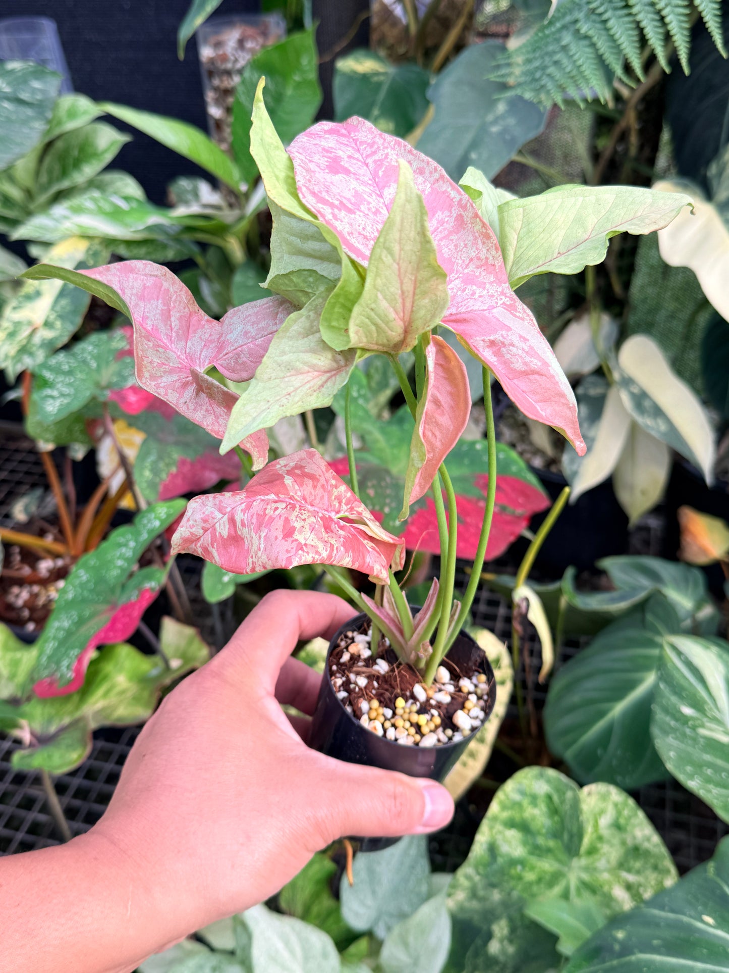 Syngonium 'Milk Confetti' NONTC P42
