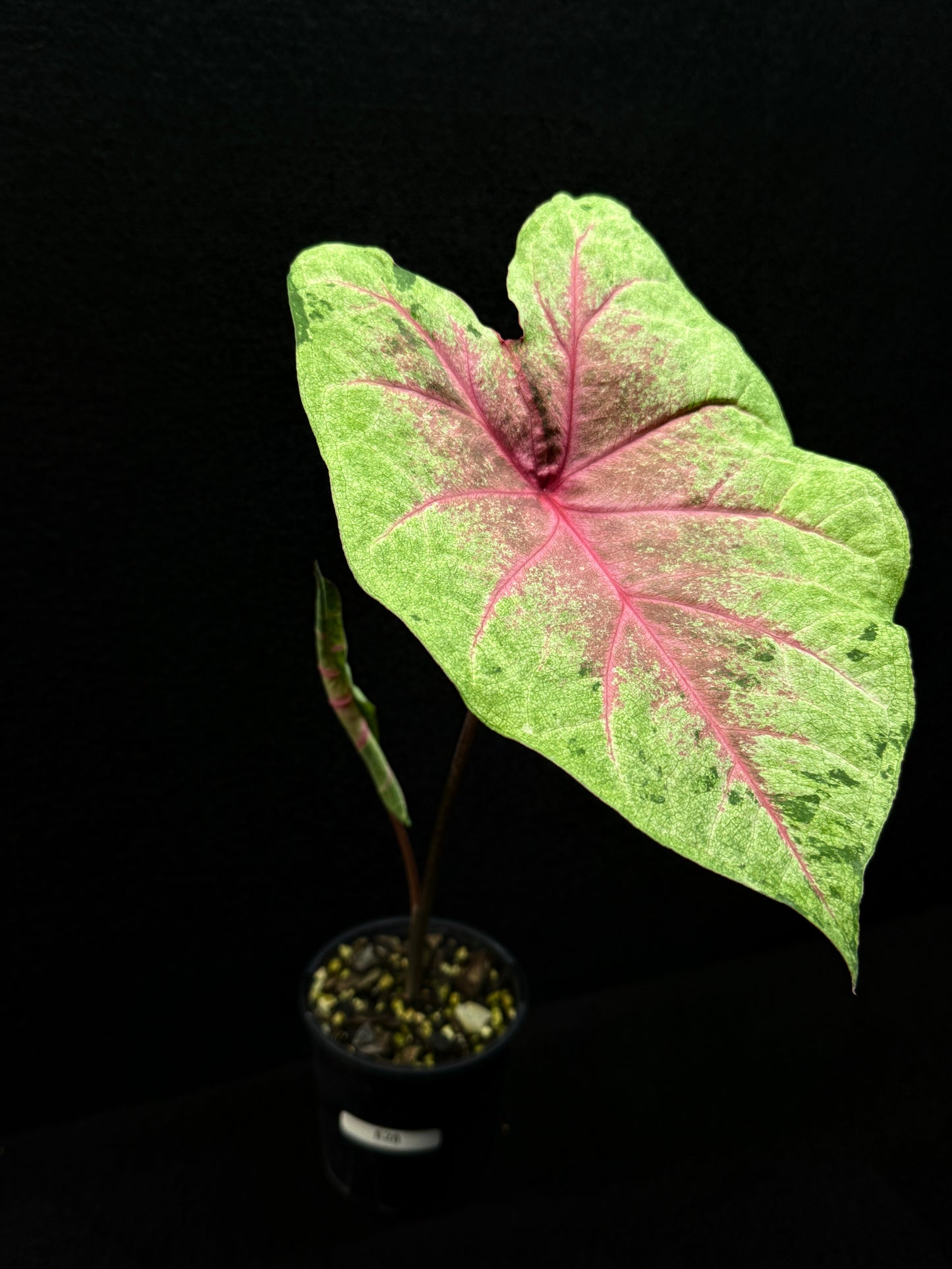 Caladium Hybrid E28
