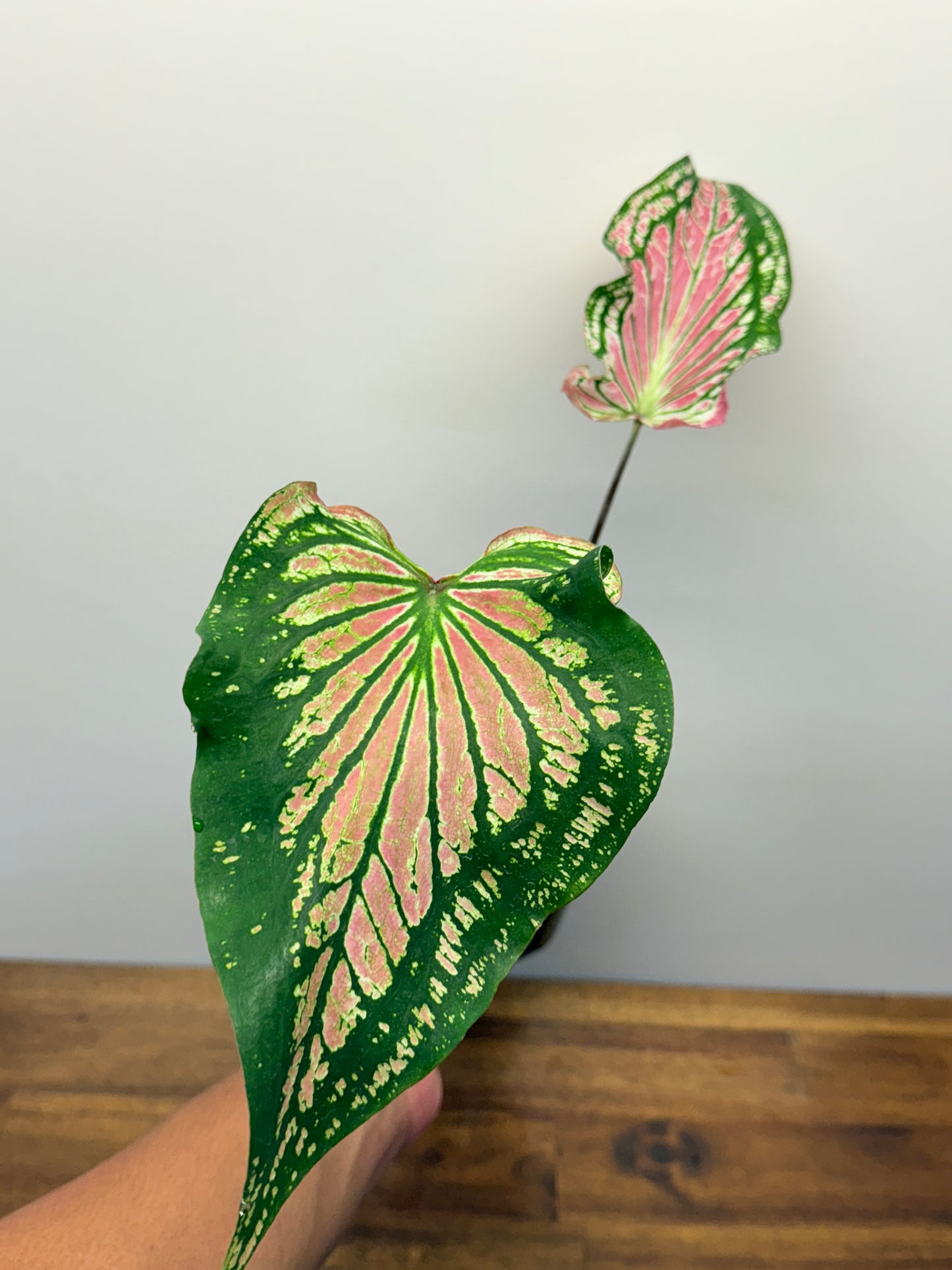 Caladium Thai Pink P39