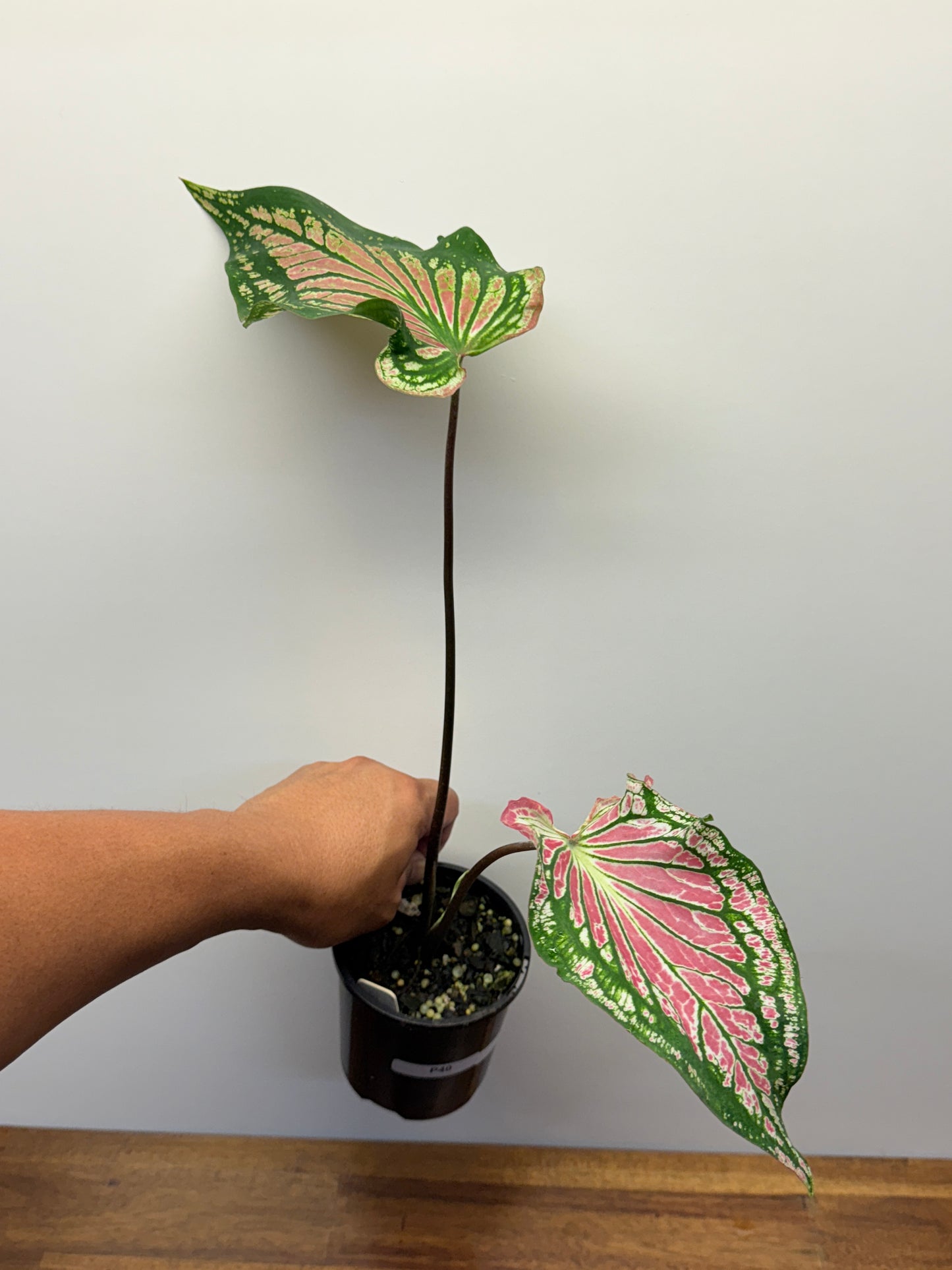 Caladium Thai Pink P39
