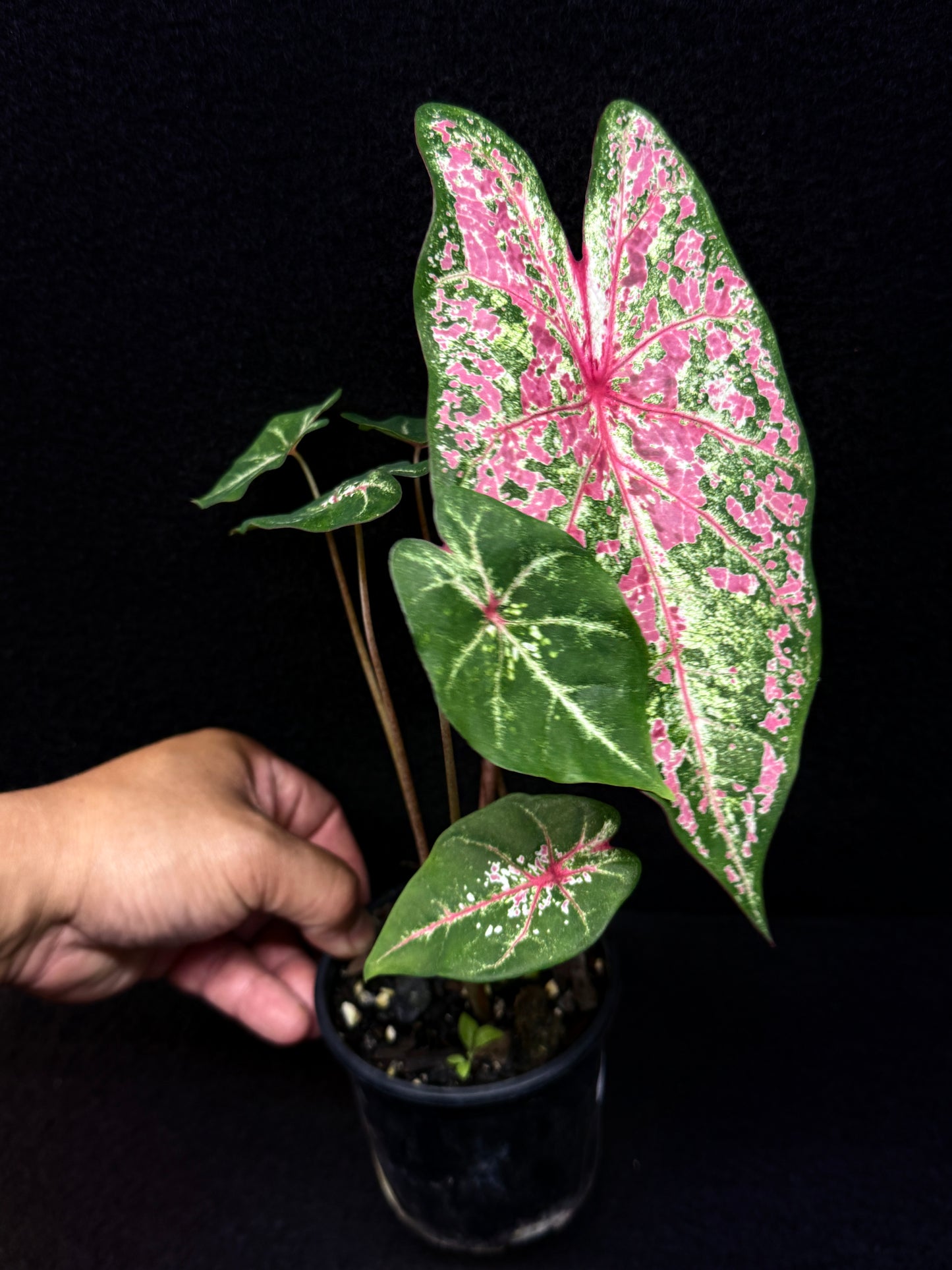 Caladium Hybrid E23