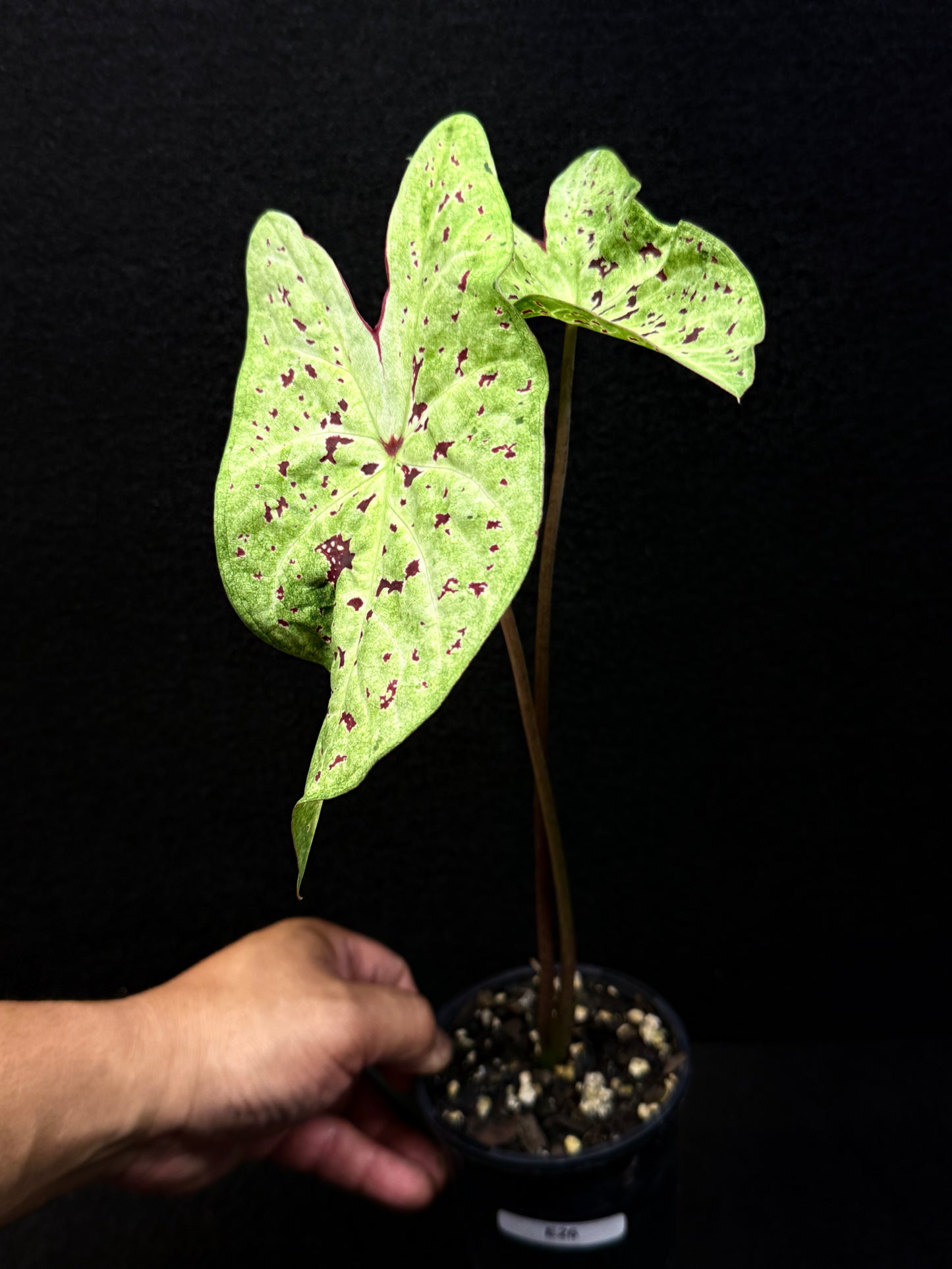 Caladium Hybrid E26