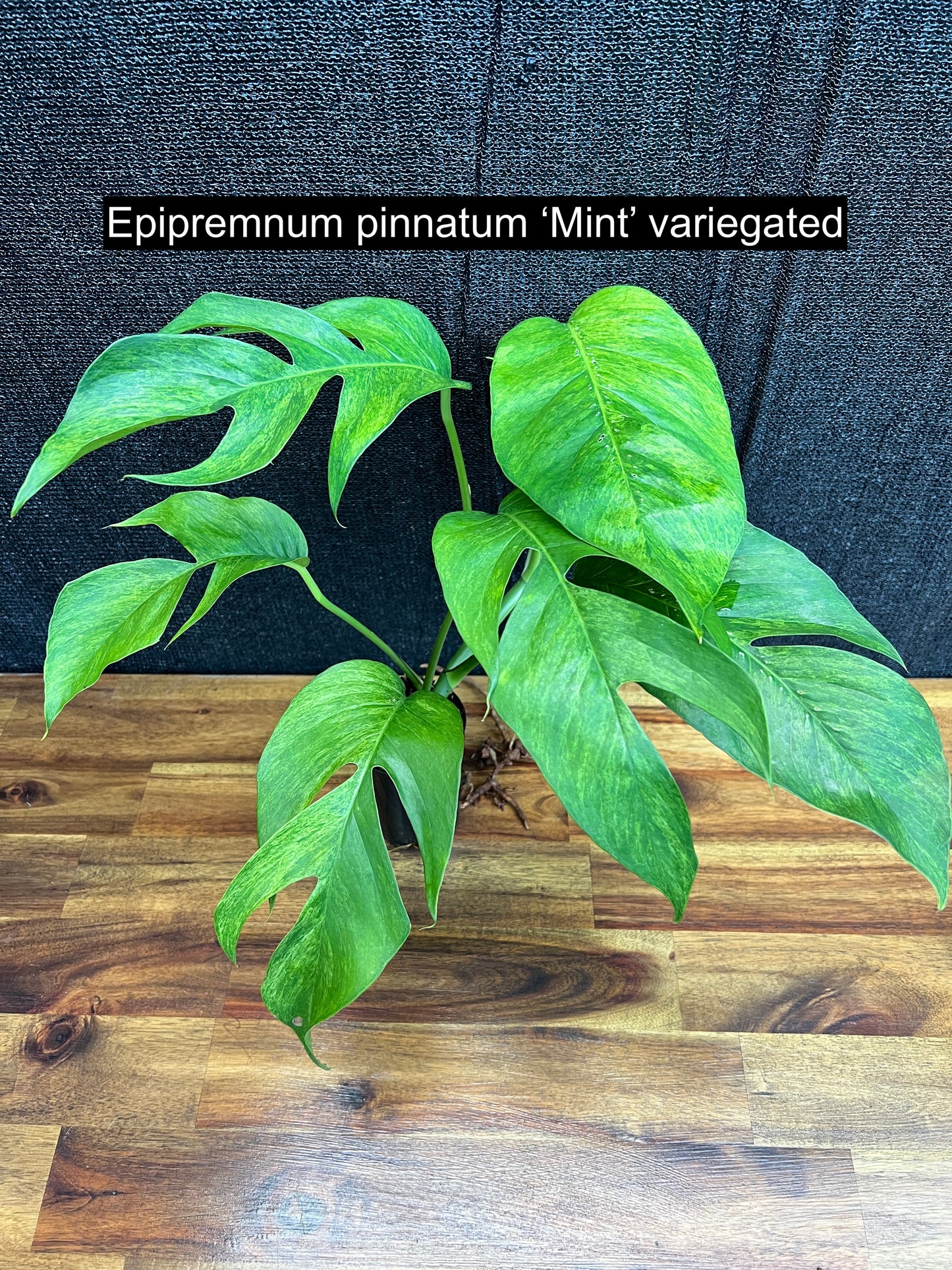Epipremnum pinnatum 'Mint' Variegata Q35