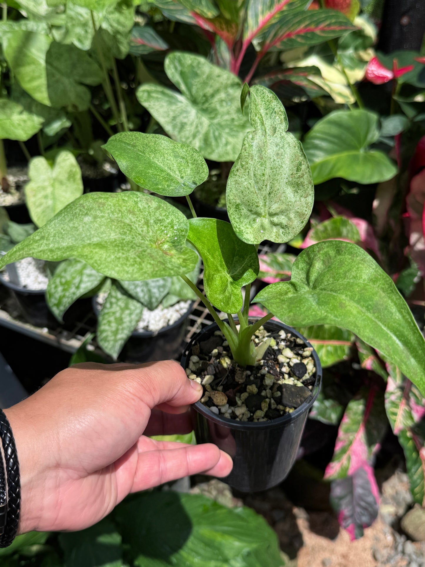 Alocasia Cucullata Mint Variegated (New Release) W14