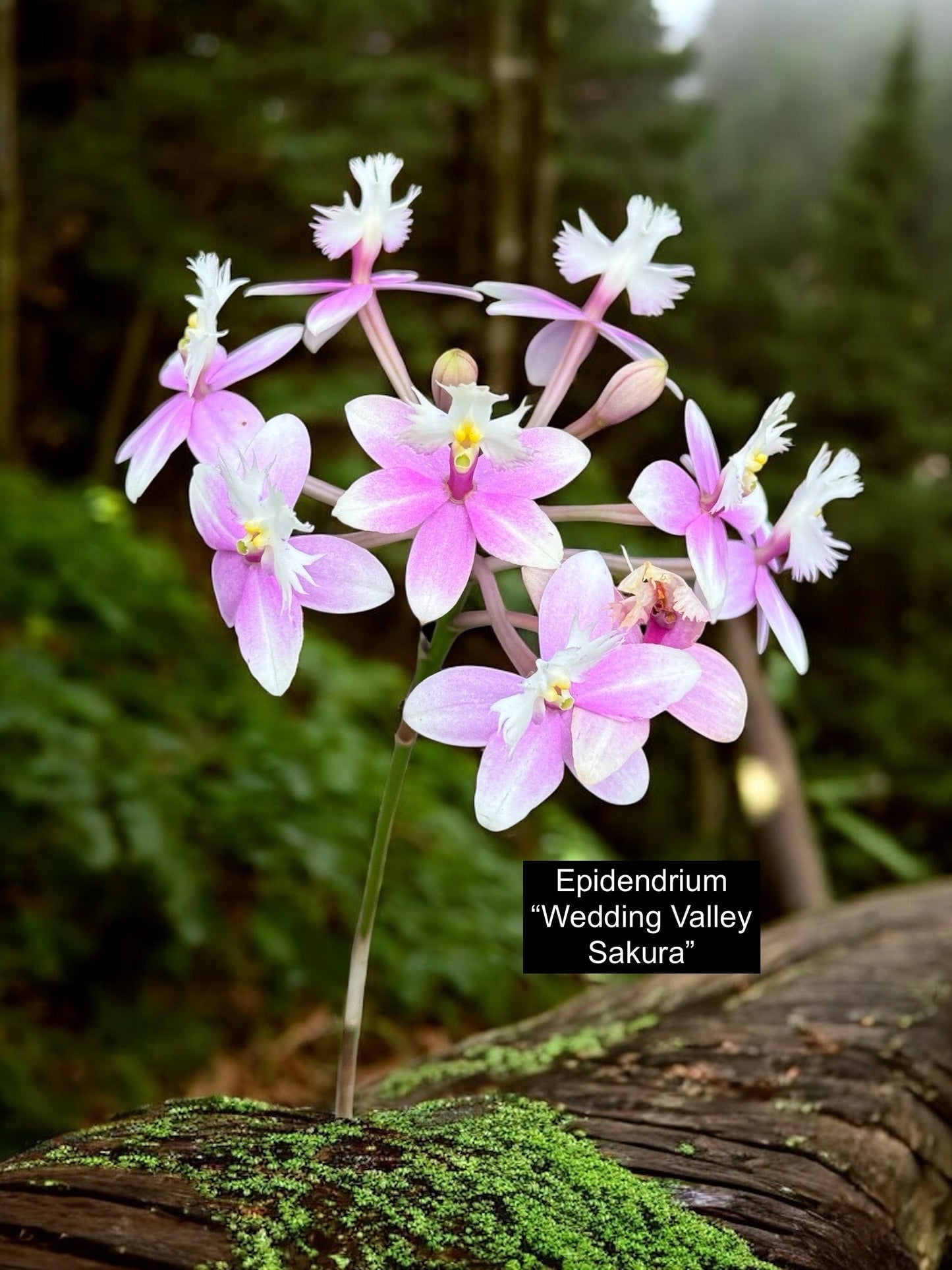 Epidendrum Wedding Valley Sakura Y42