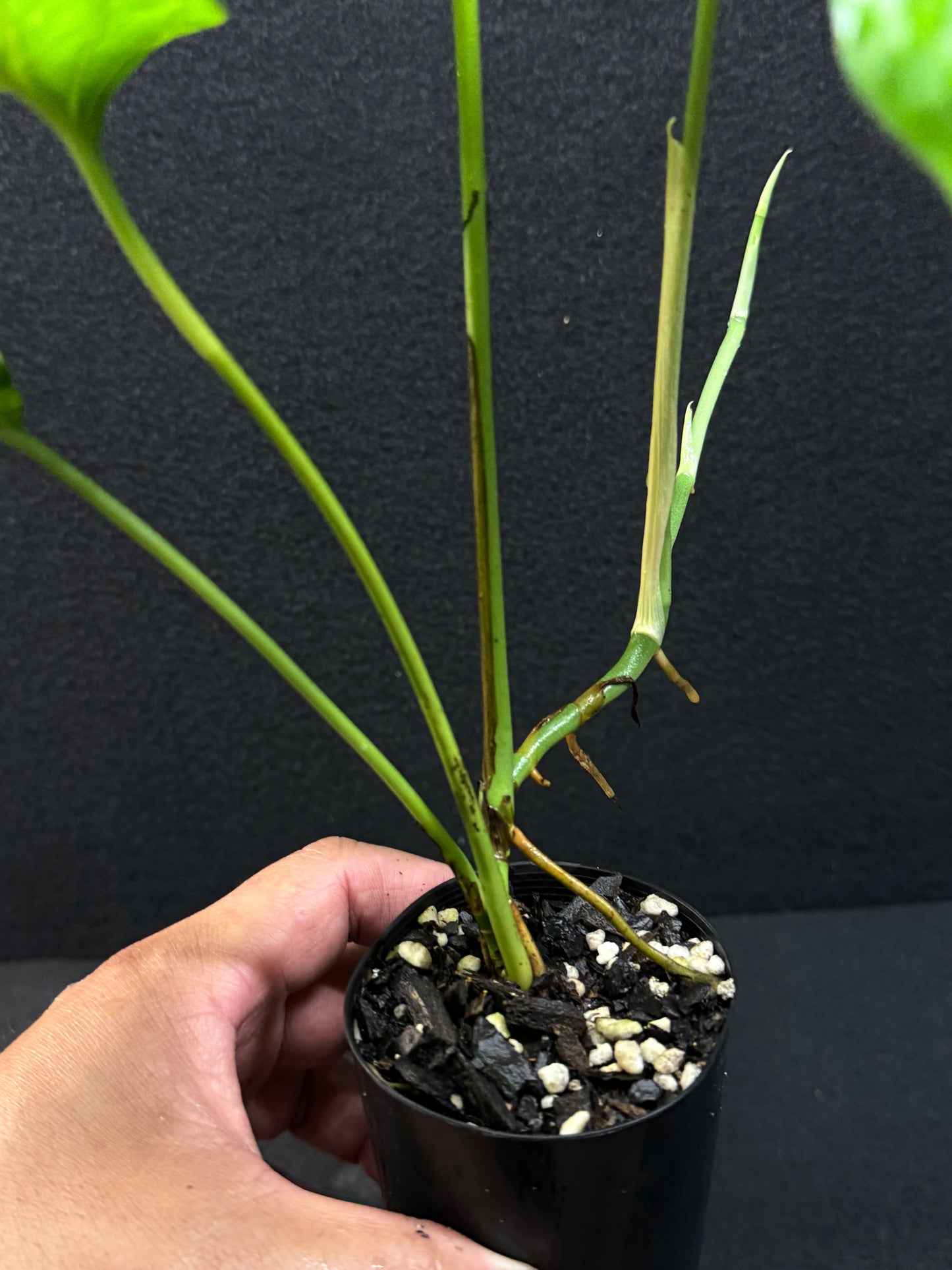 Amydrium medium ‘Albo Variegata’ - Low Var. E36