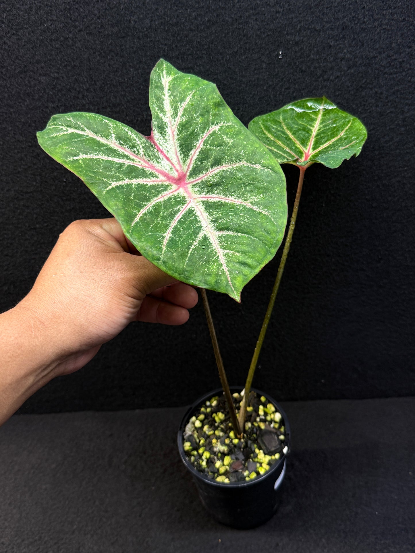 Caladium Hybrid E40