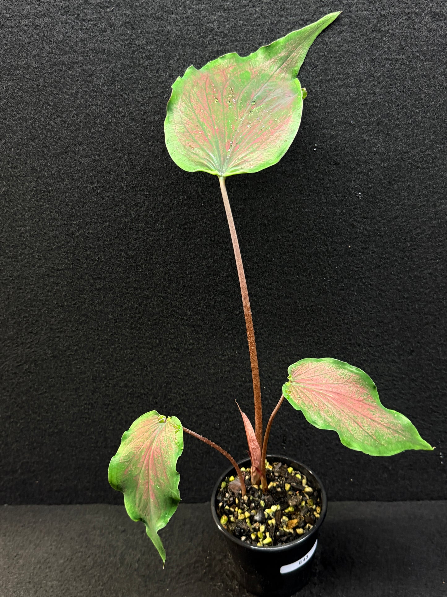 Caladium Hybrid E43