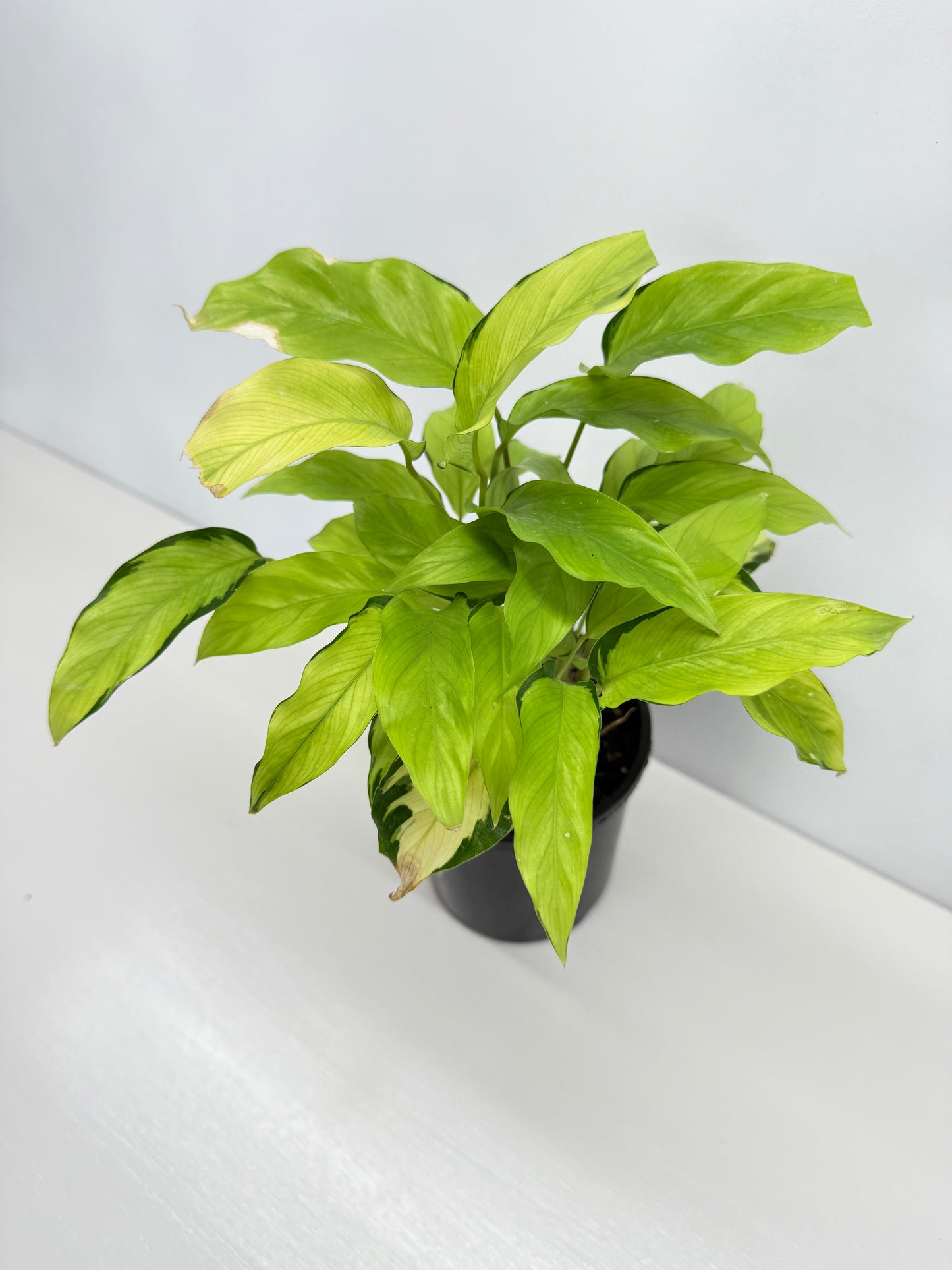 Calathea Thai Beauty N2