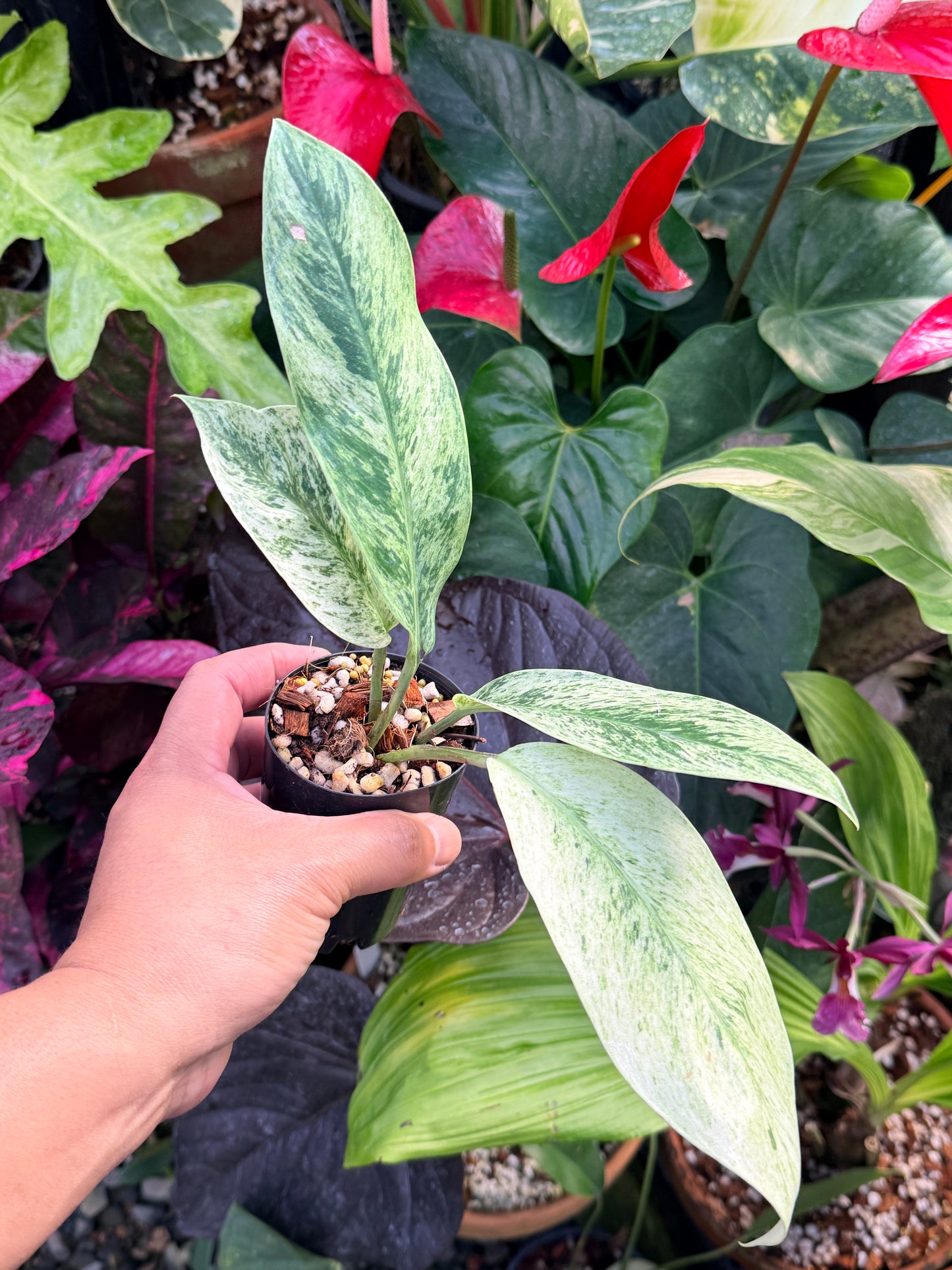 Rhaphidophora elliptica ‘Variegata’ P45