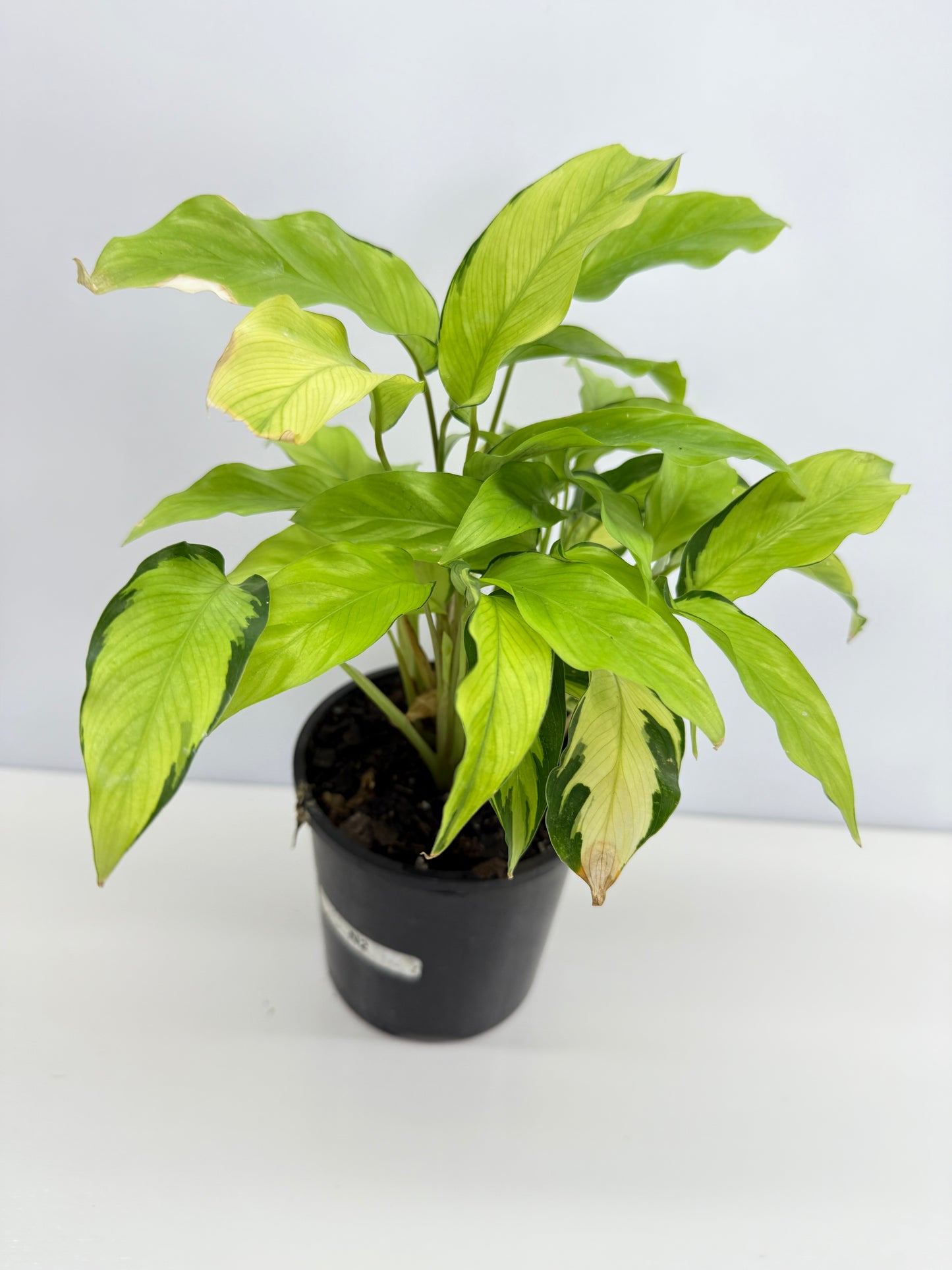 Calathea Thai Beauty N2