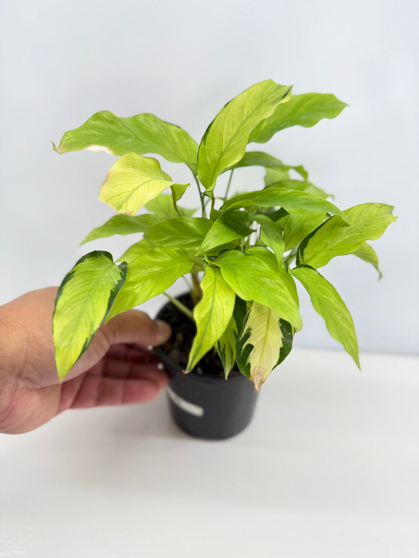 Calathea Thai Beauty N2
