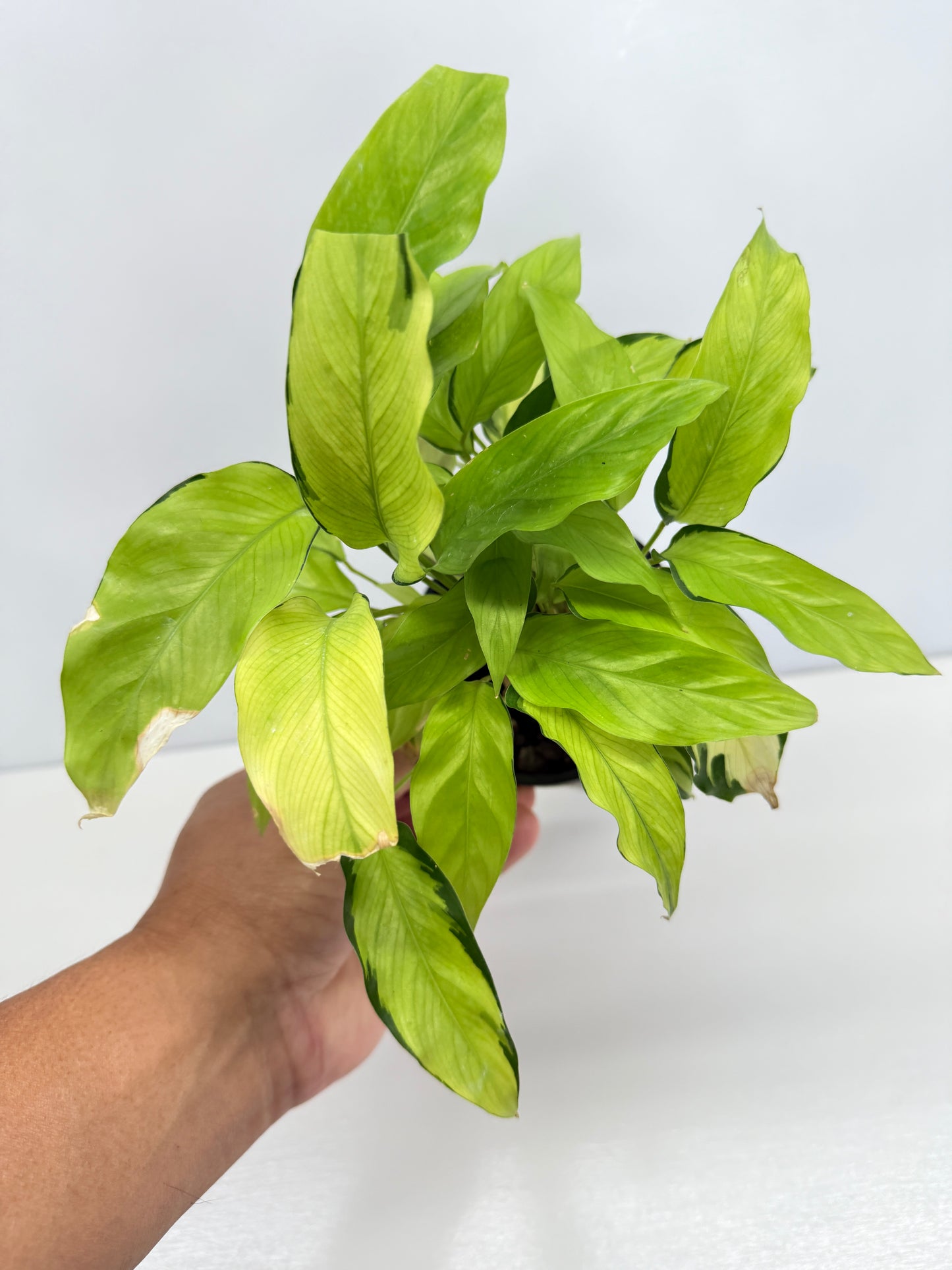 Calathea Thai Beauty N2