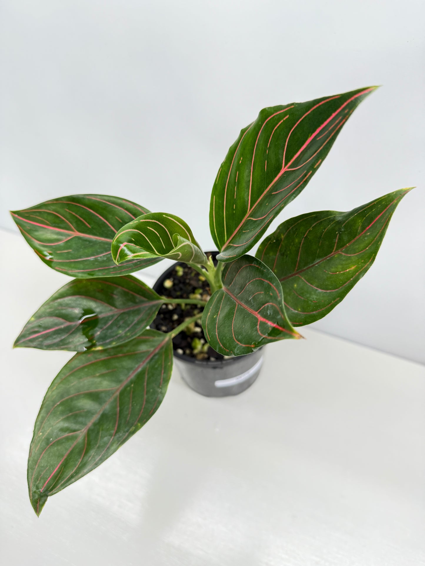 Aglaonema Rotundum Tiger W75