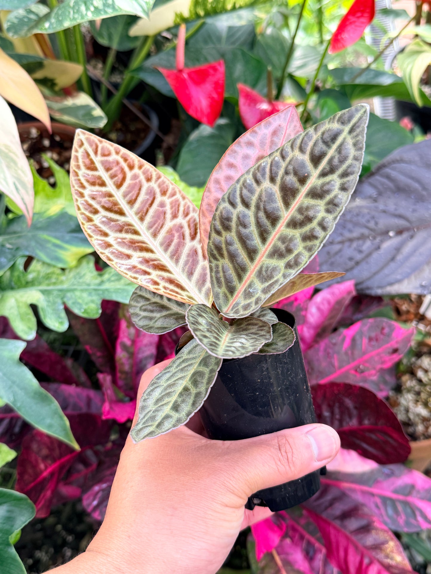 Labisia 'Turtleback' P49
