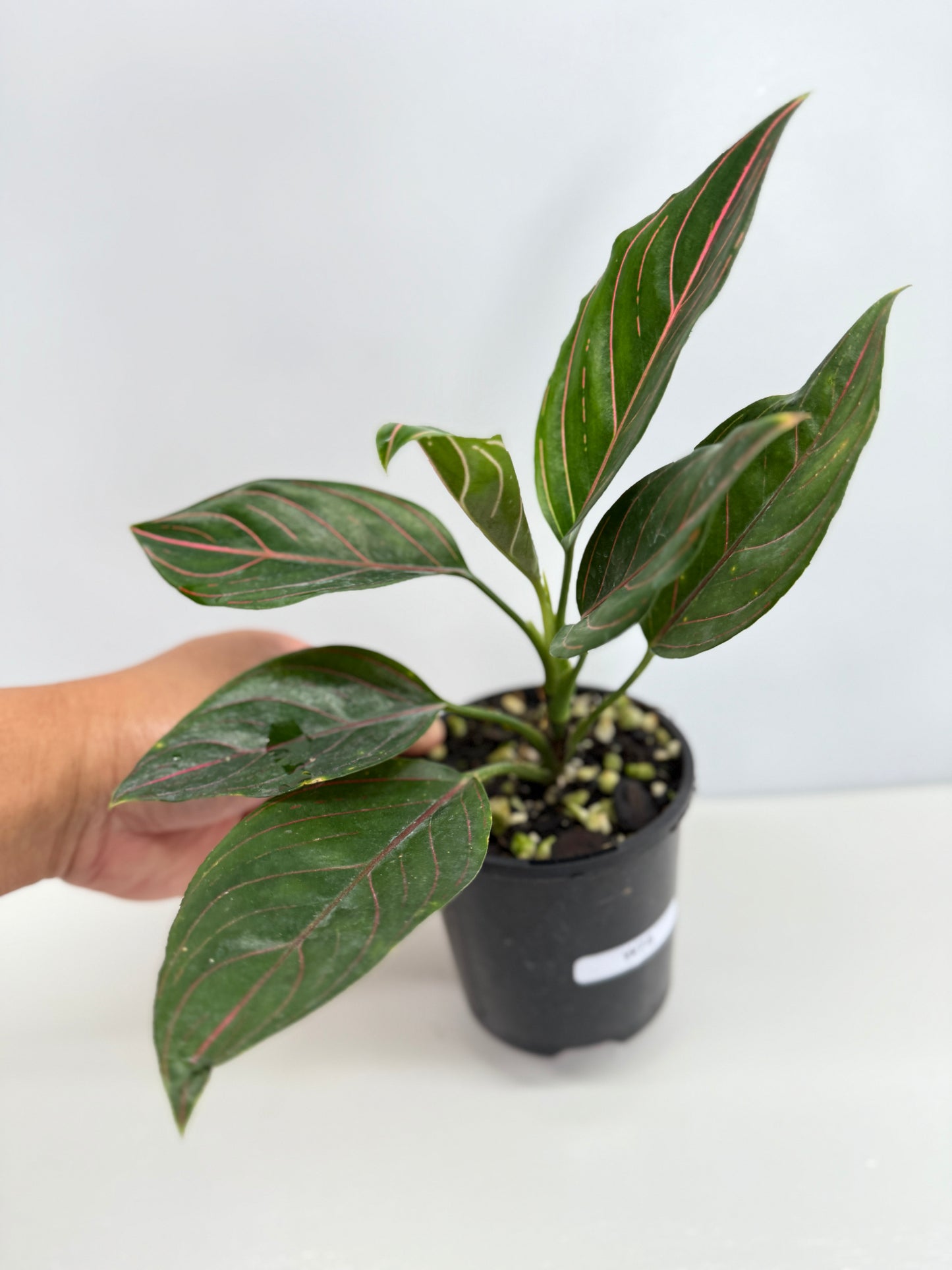 Aglaonema Rotundum Tiger W75
