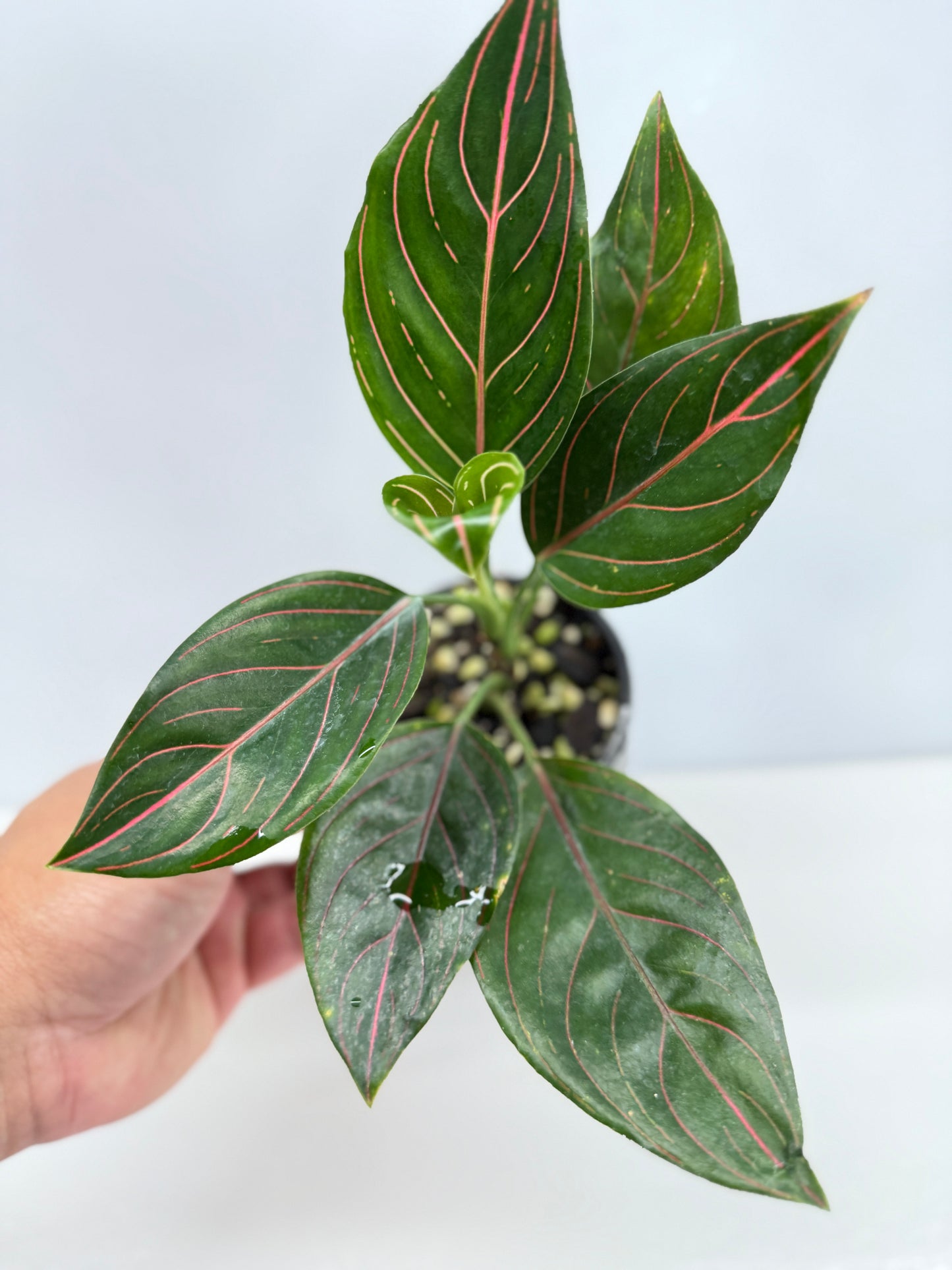Aglaonema Rotundum Tiger W75