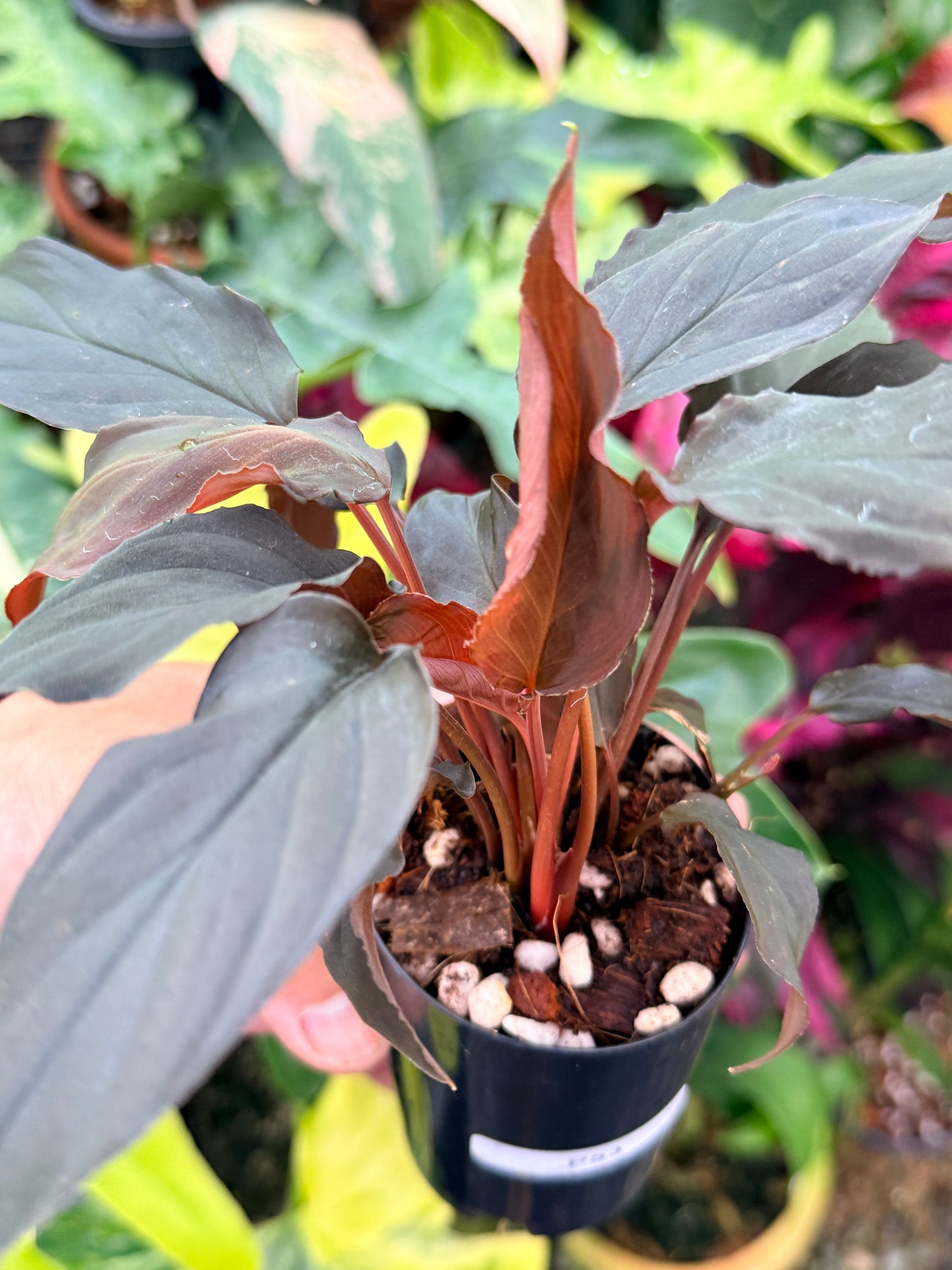 Homalomena Humilis 'Red Velvet' P53