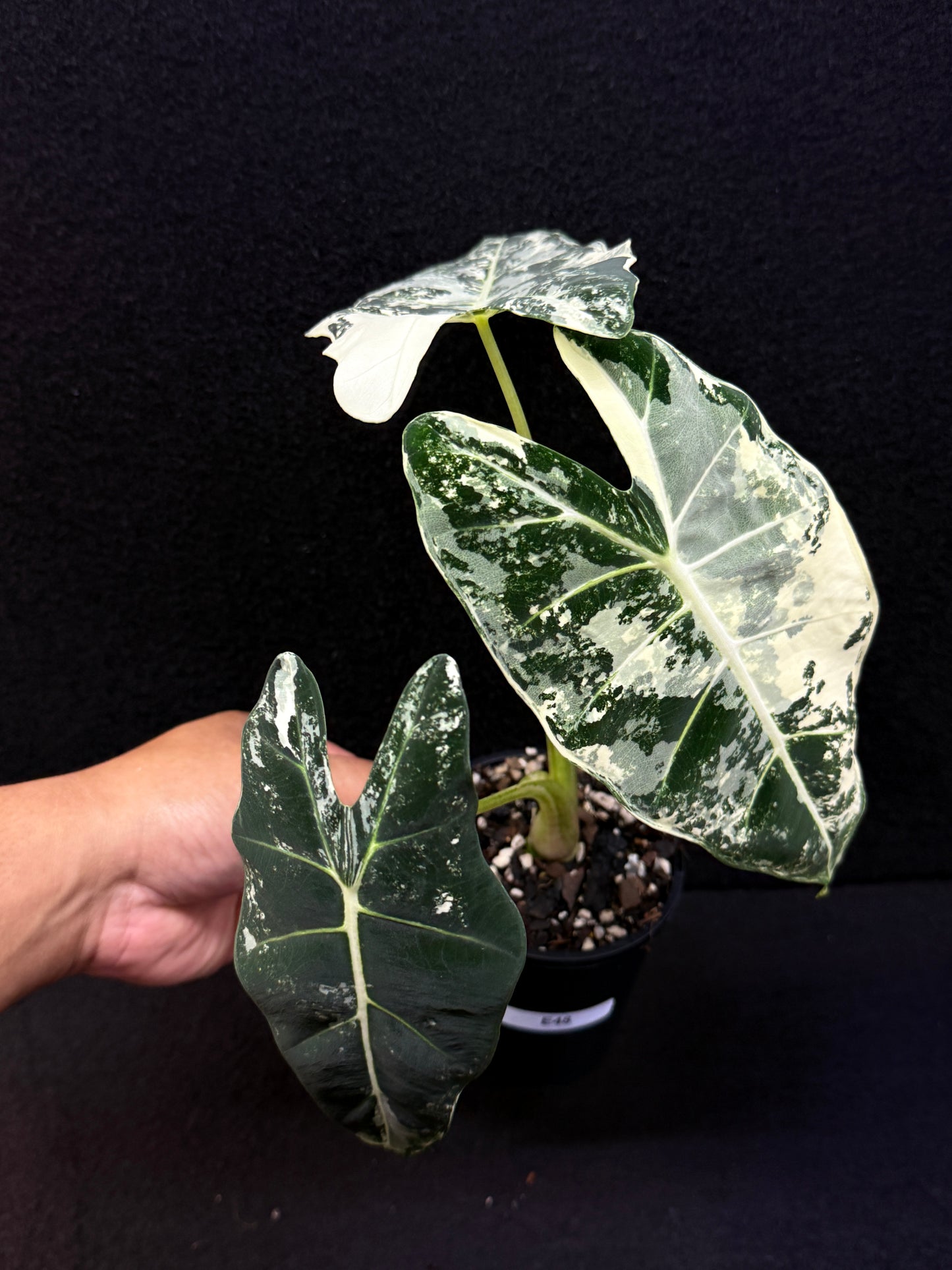 Alocasia Frydek Variegata E48
