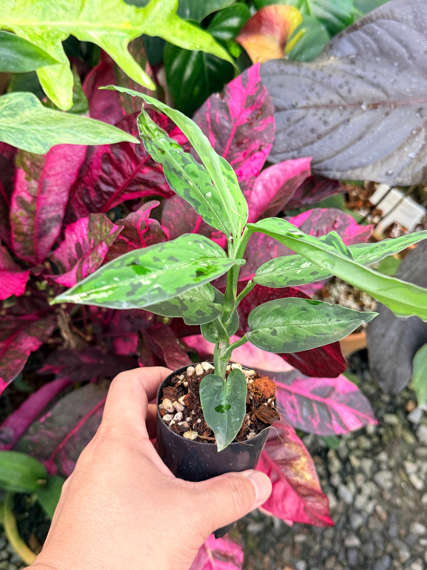 Aglaonema pictum 'Tricolour Narrow Form' P59