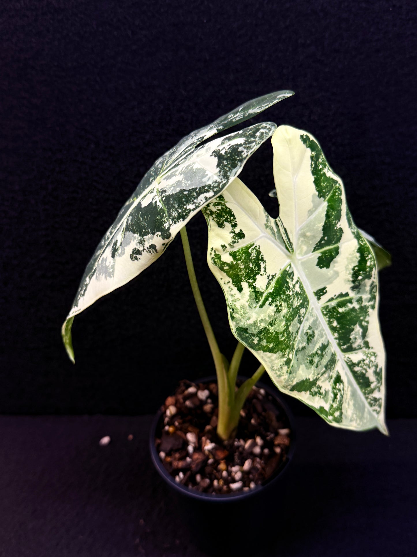 Alocasia Frydek Variegata E47