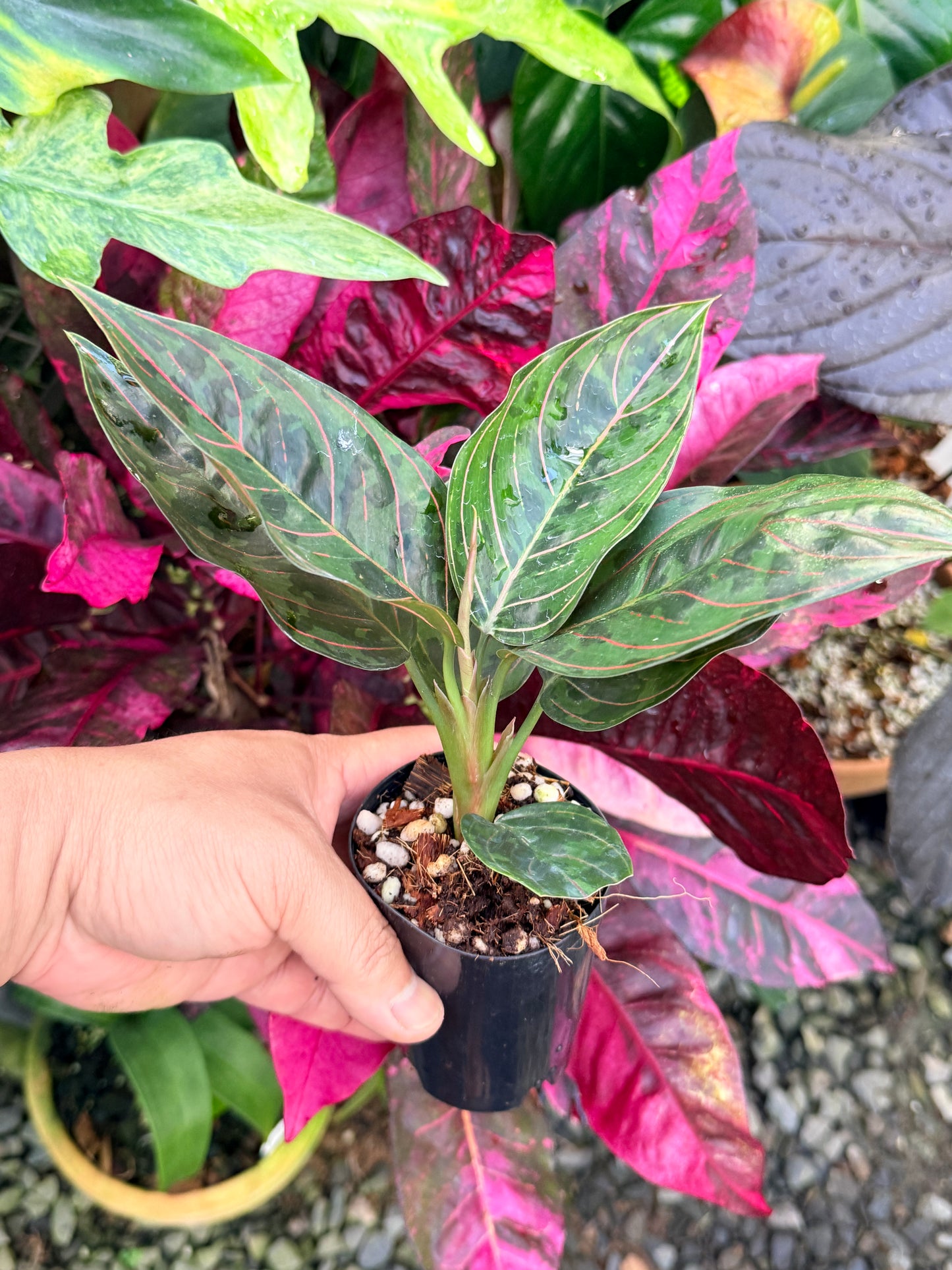 Aglaonema 'Red Army' P60