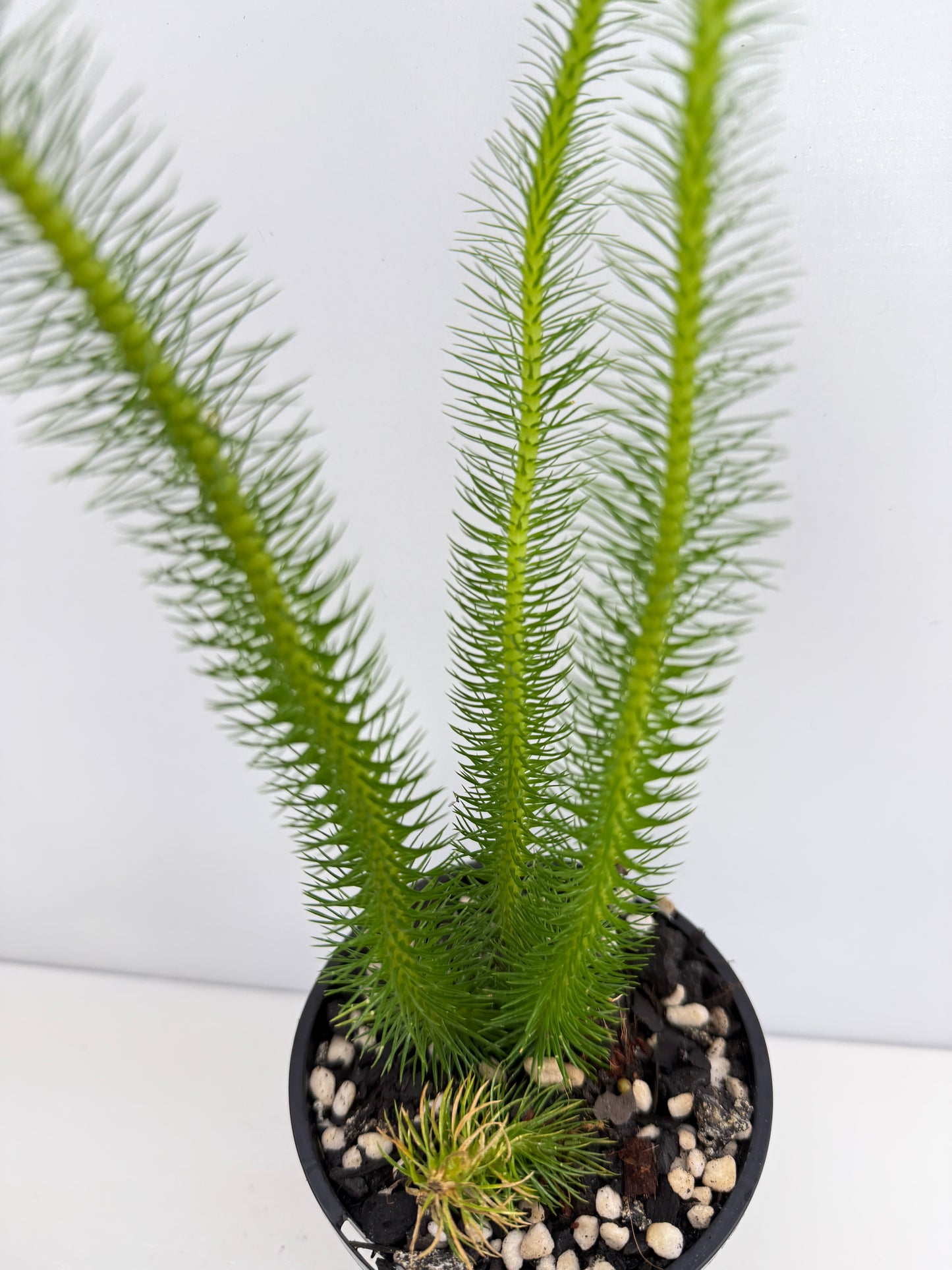 New Guinea Water Tassel Fern W81