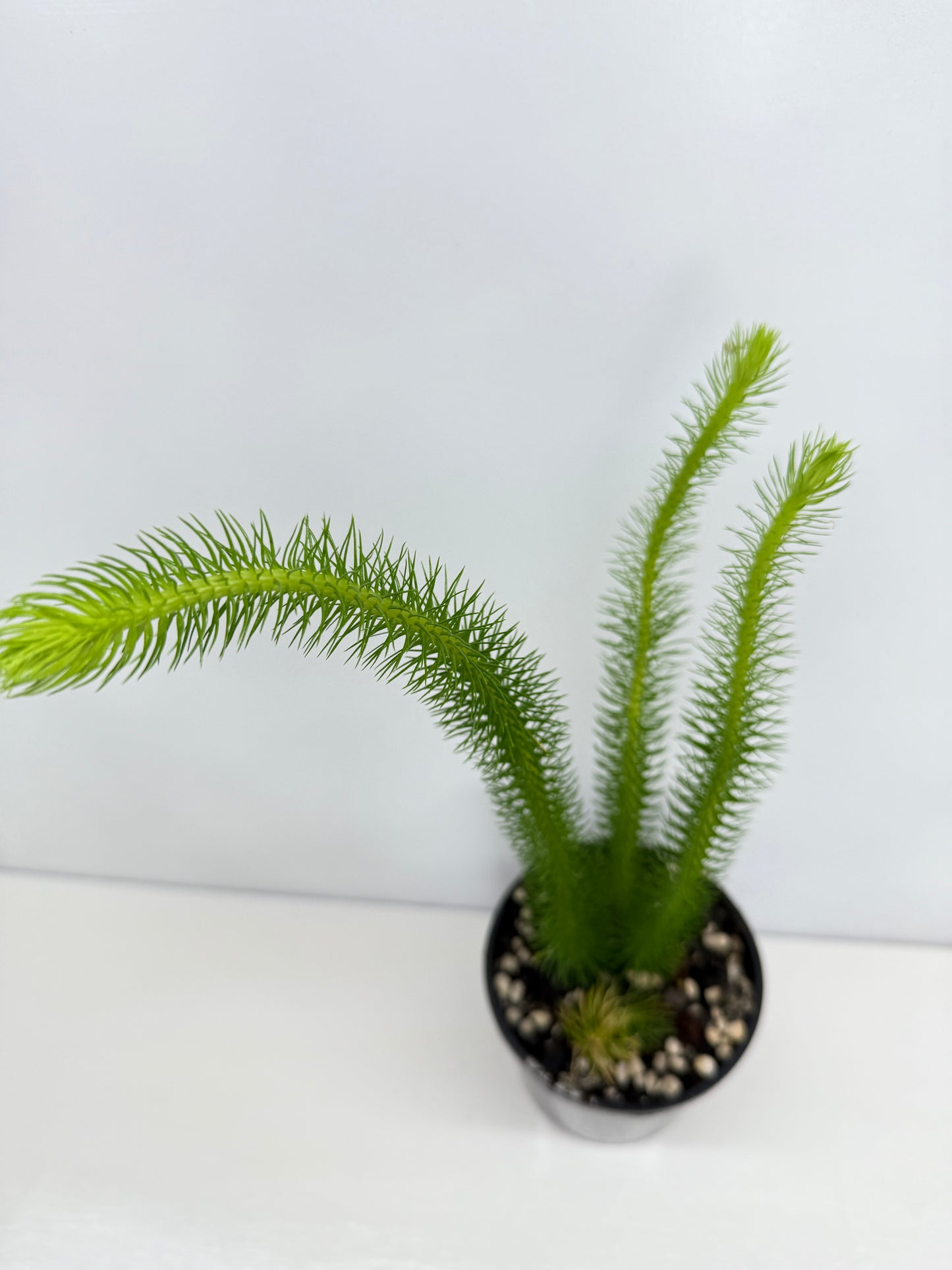 New Guinea Water Tassel Fern W81