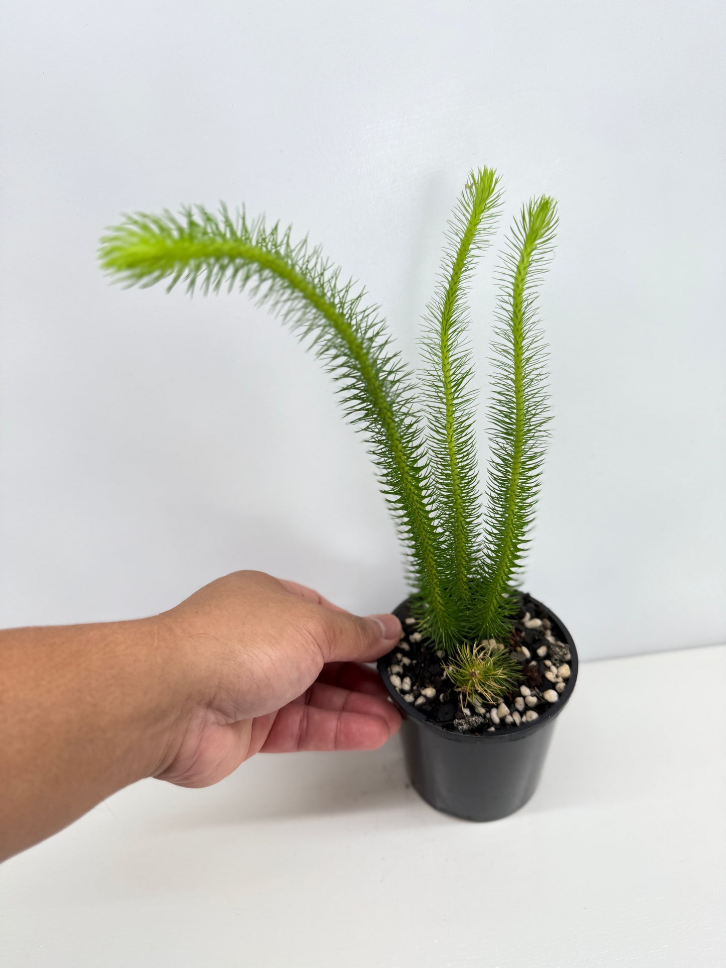 New Guinea Water Tassel Fern W81