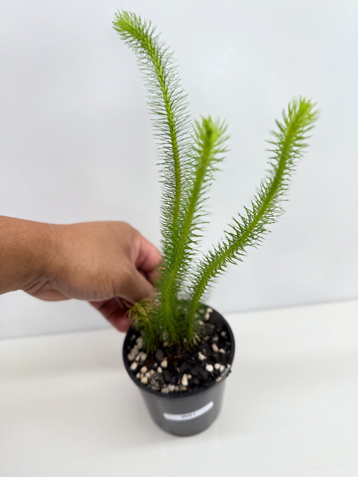 New Guinea Water Tassel Fern W81